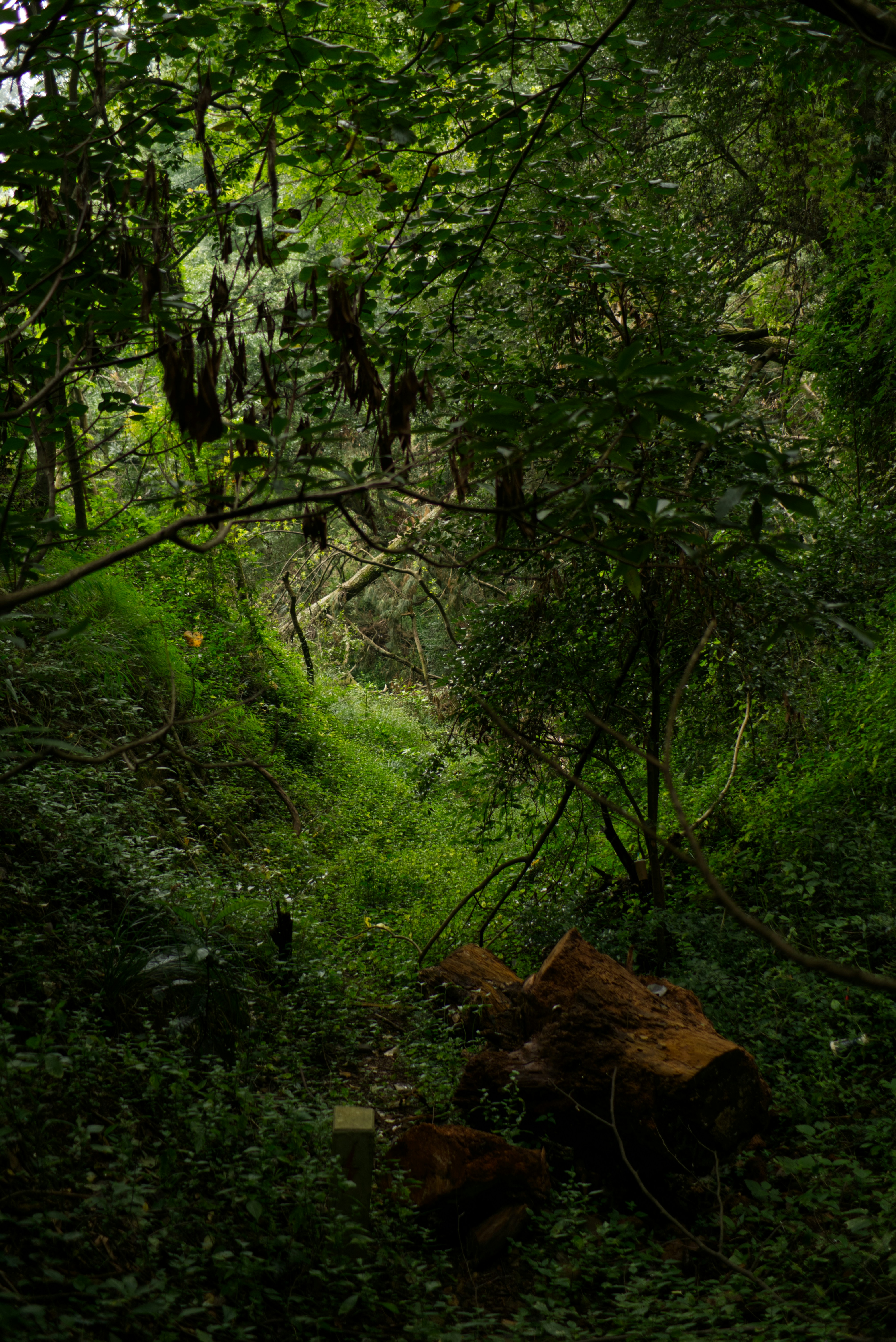 A forest filled with lots of green trees