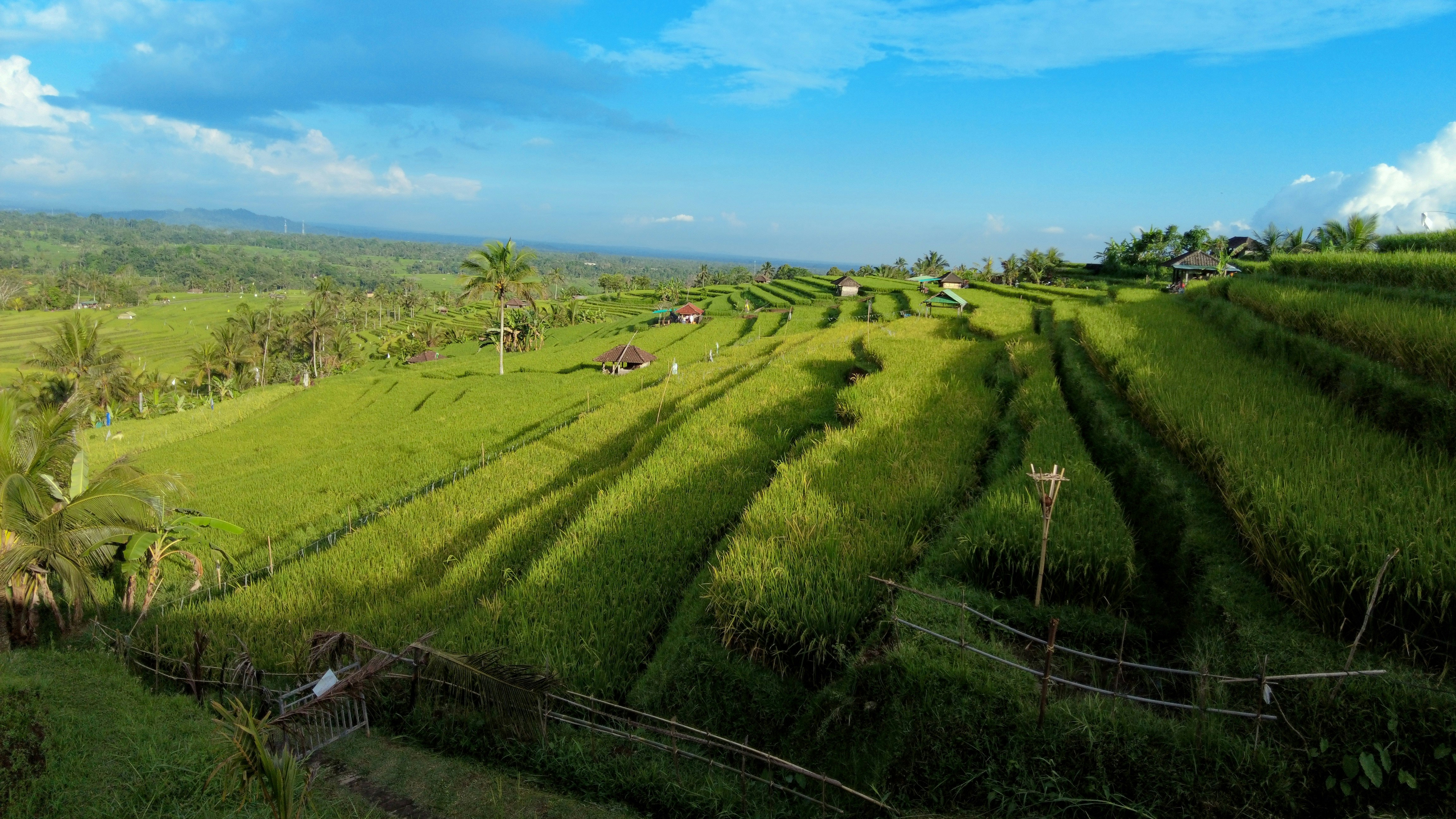 A lush green hillside covered in lots of grass