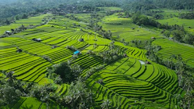 rice fields and nature in bali as tourism branding