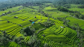 An aerial view of a lush green rice field