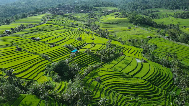 rice fields and nature in bali as tourism branding