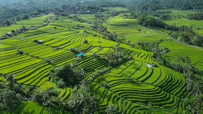 An aerial view of a lush green rice field