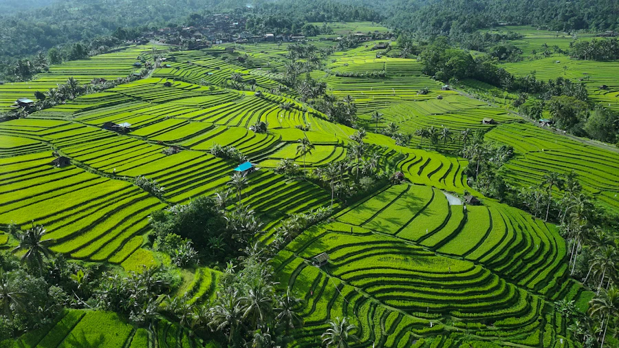 Jatiluwih Rice Terraces & Ulun Danu