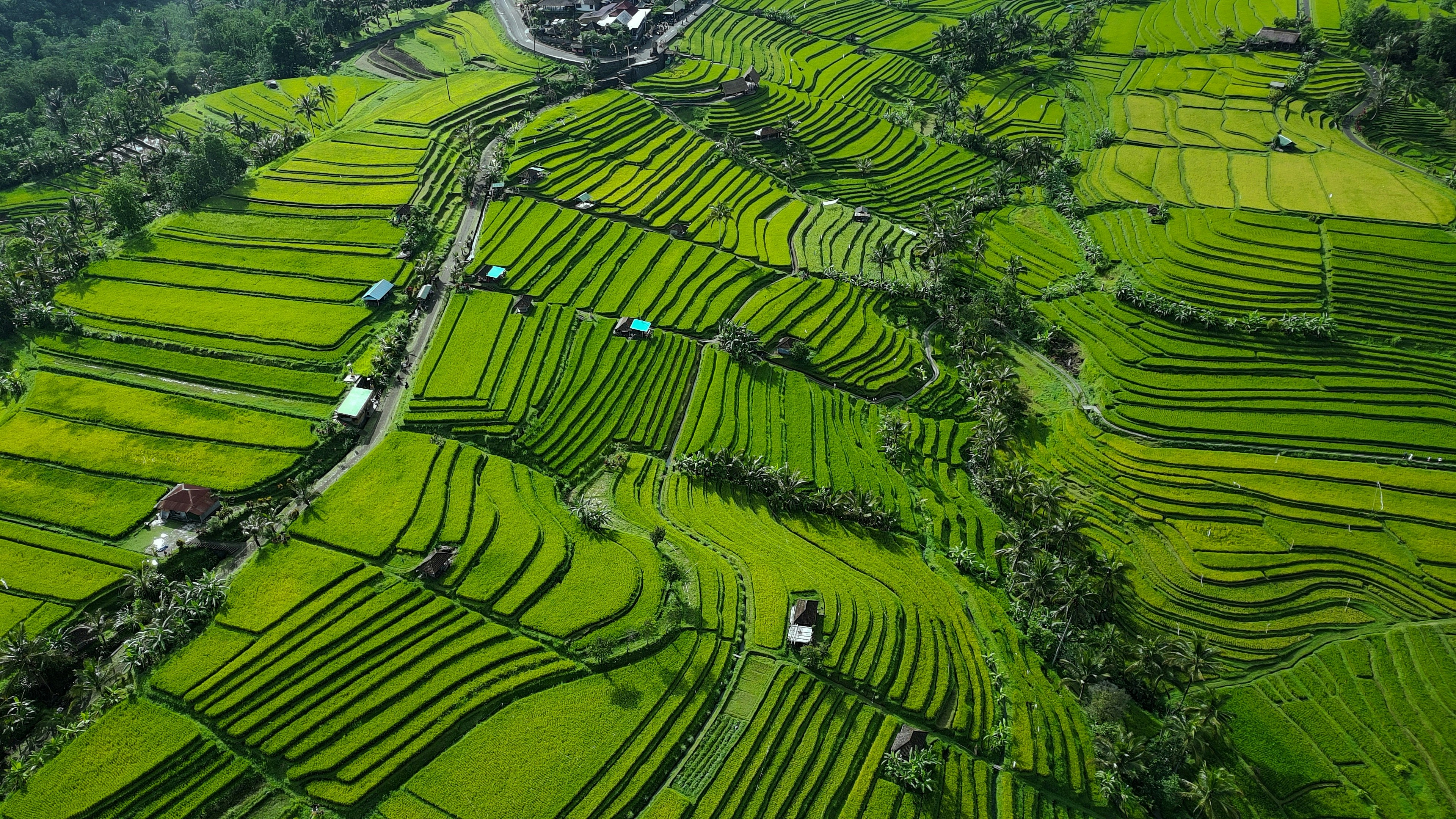 An aerial view of a lush green rice field