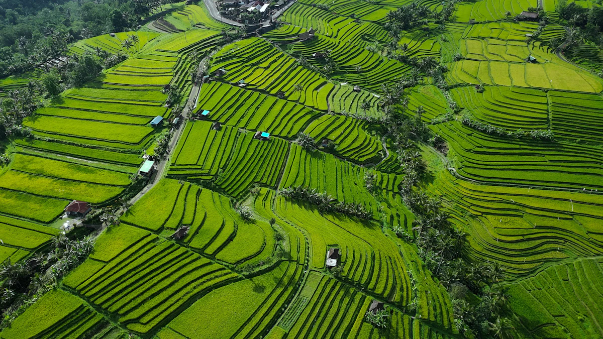 Jatiluwih UNESCO Terraces & Pura Ulun Danu Beratan Tour