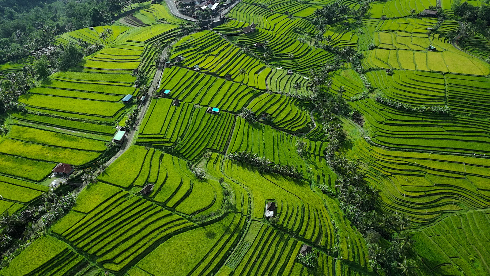 Aerial view of green rice terraces and a narrow access road at Jatiluwih