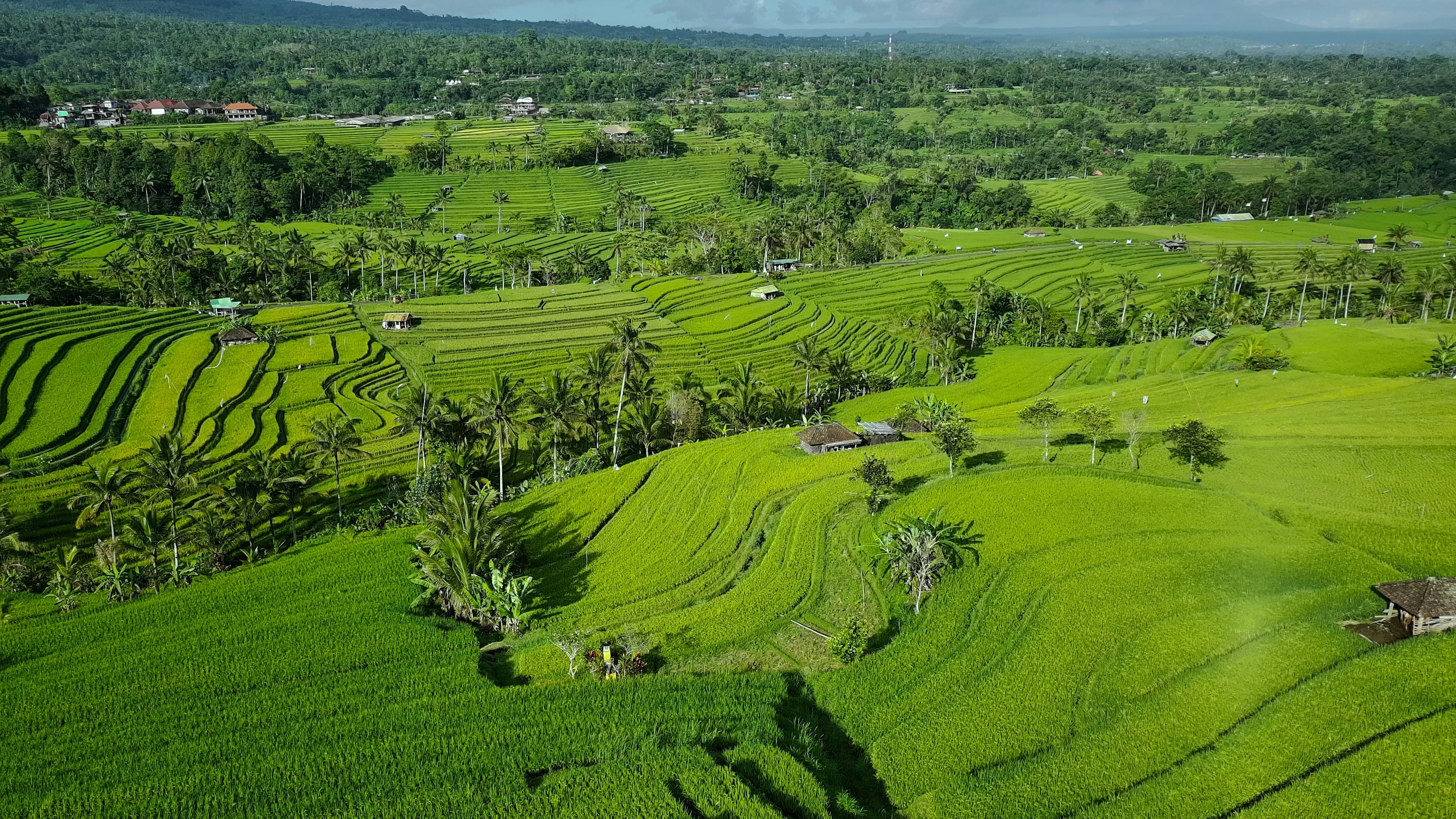 Jatiluwih Green Land: Keindahan Subur Bali yang Wajib Techies Kunjungi