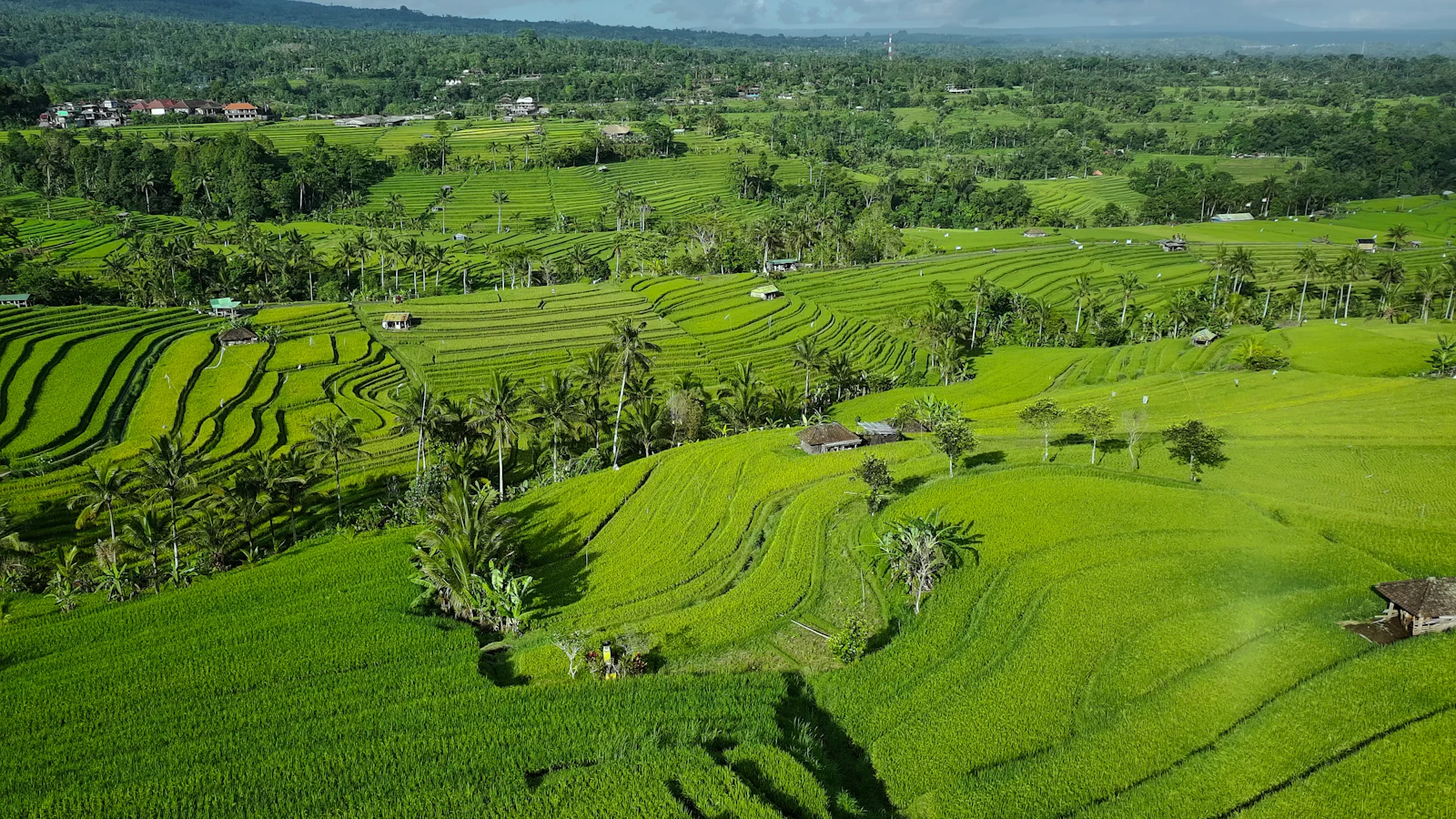 Rice terraces in Bali, Indonesia