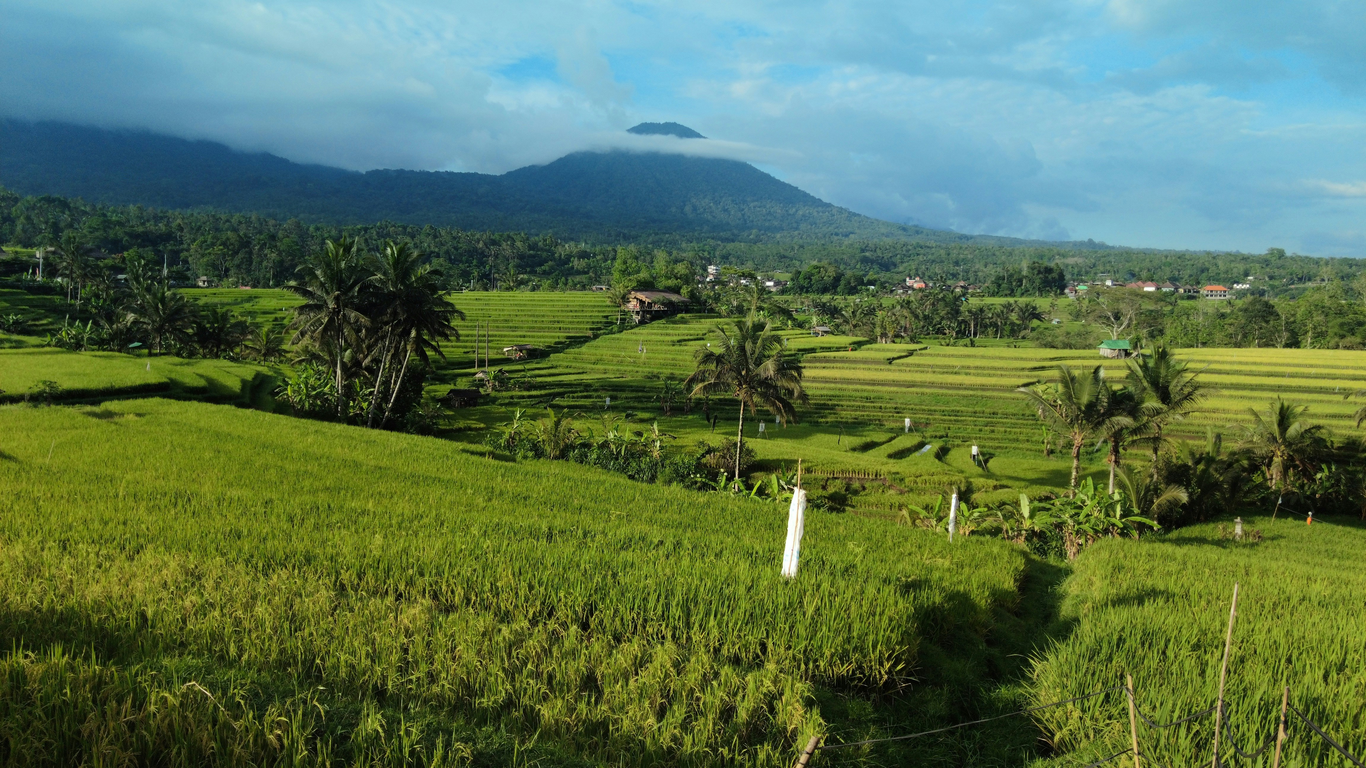 A lush green field with a mountain in the background