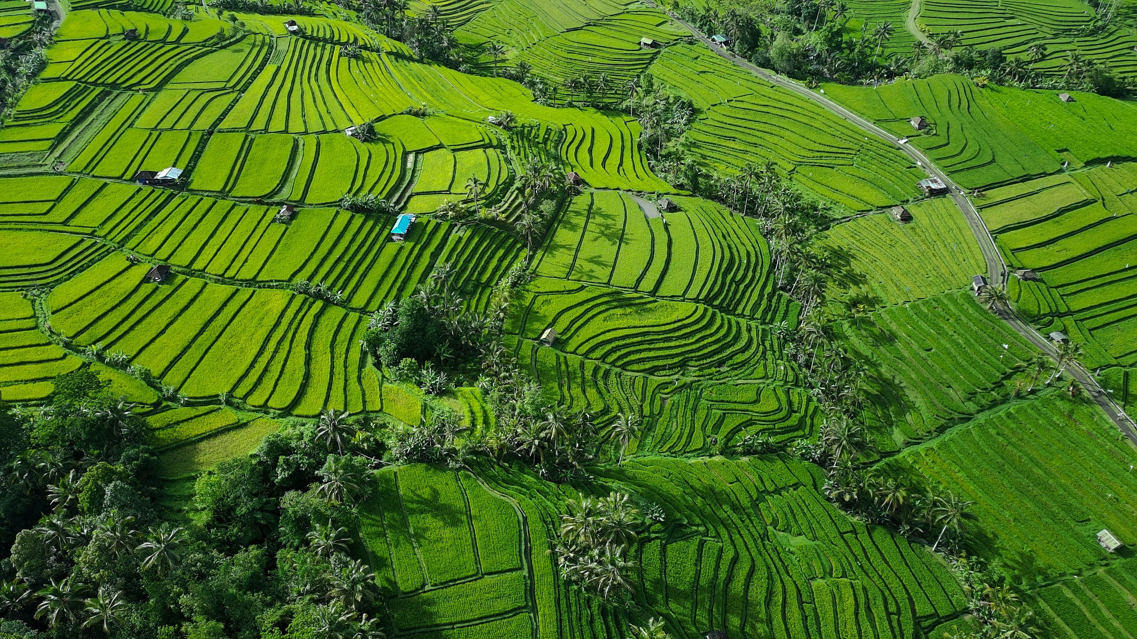 Jatiluwih Rice Terrace, Tabanan, Bali, Indonesia