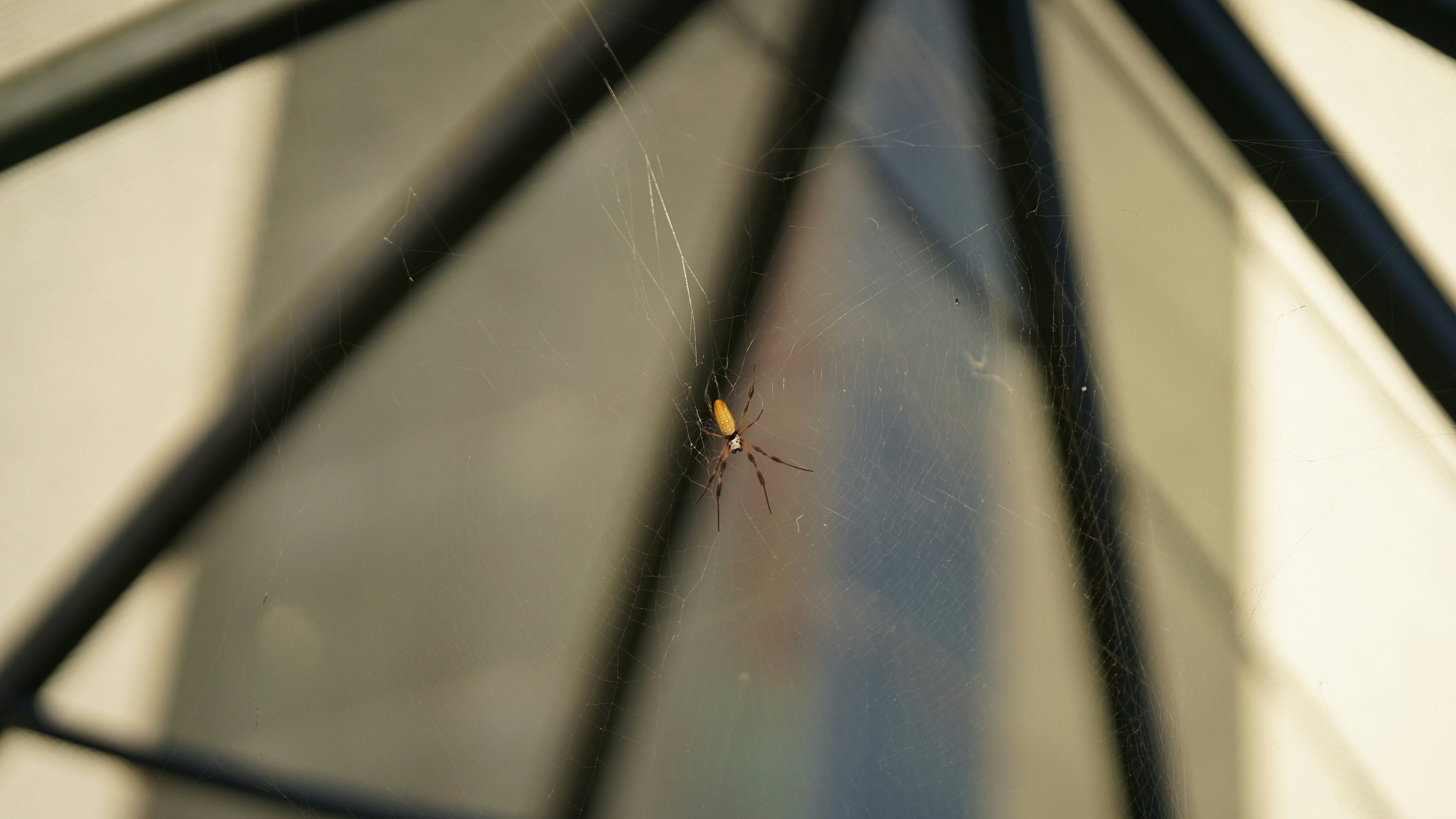 A close up of a black umbrella with a spider on it