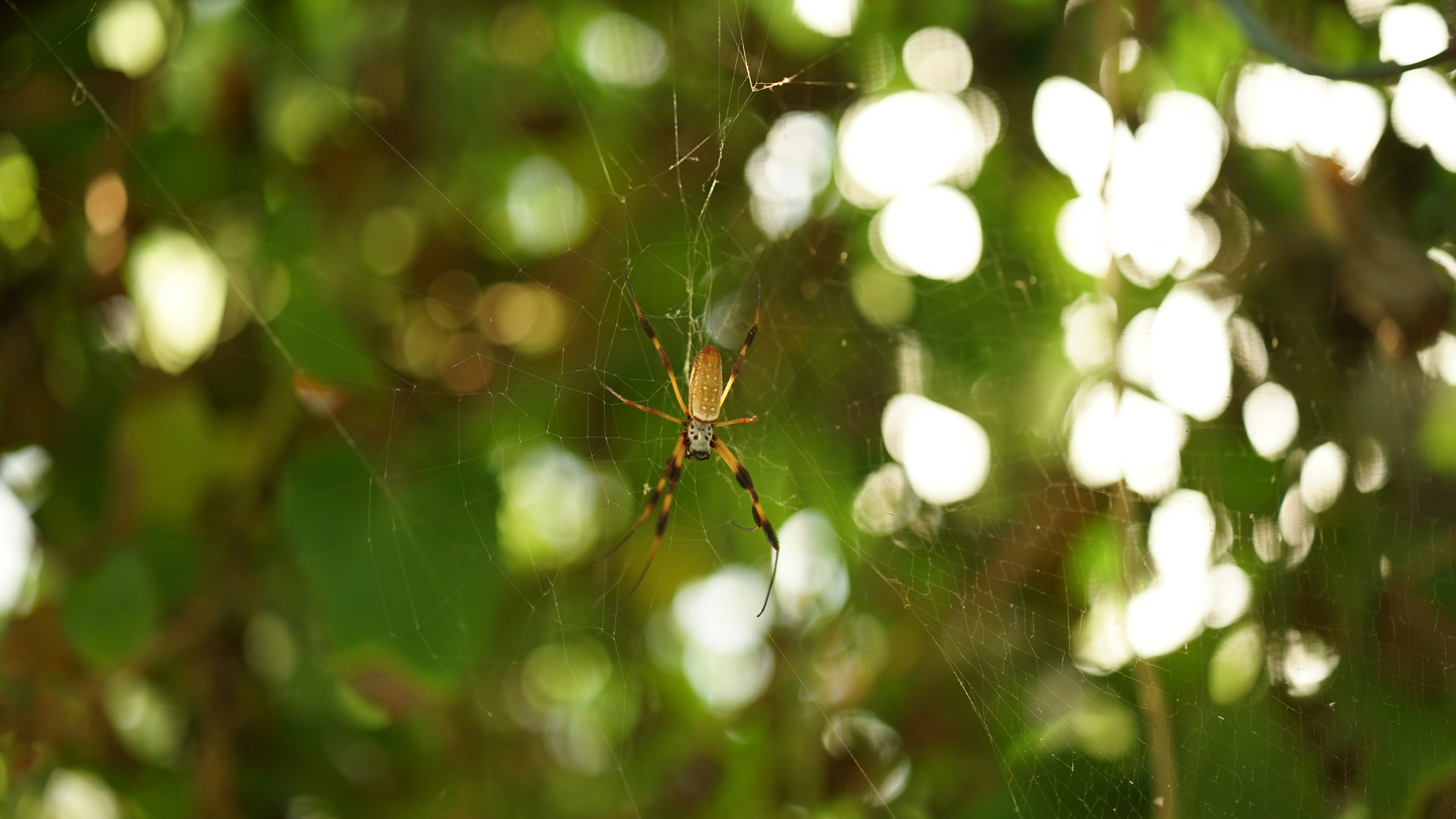 A close up of a spider on a plant