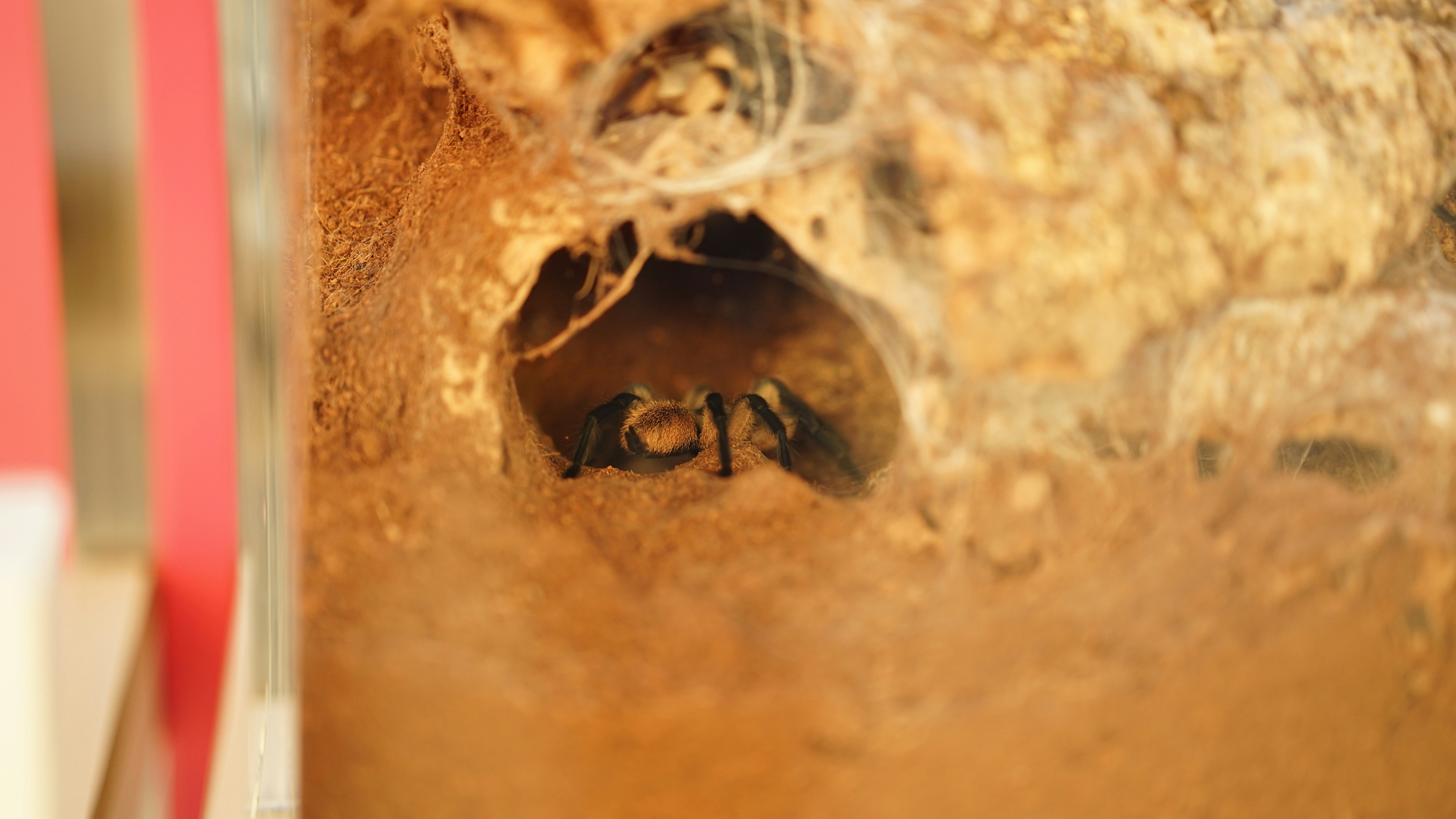 4. Trapdoors and Tunnels (image credits: unsplash)