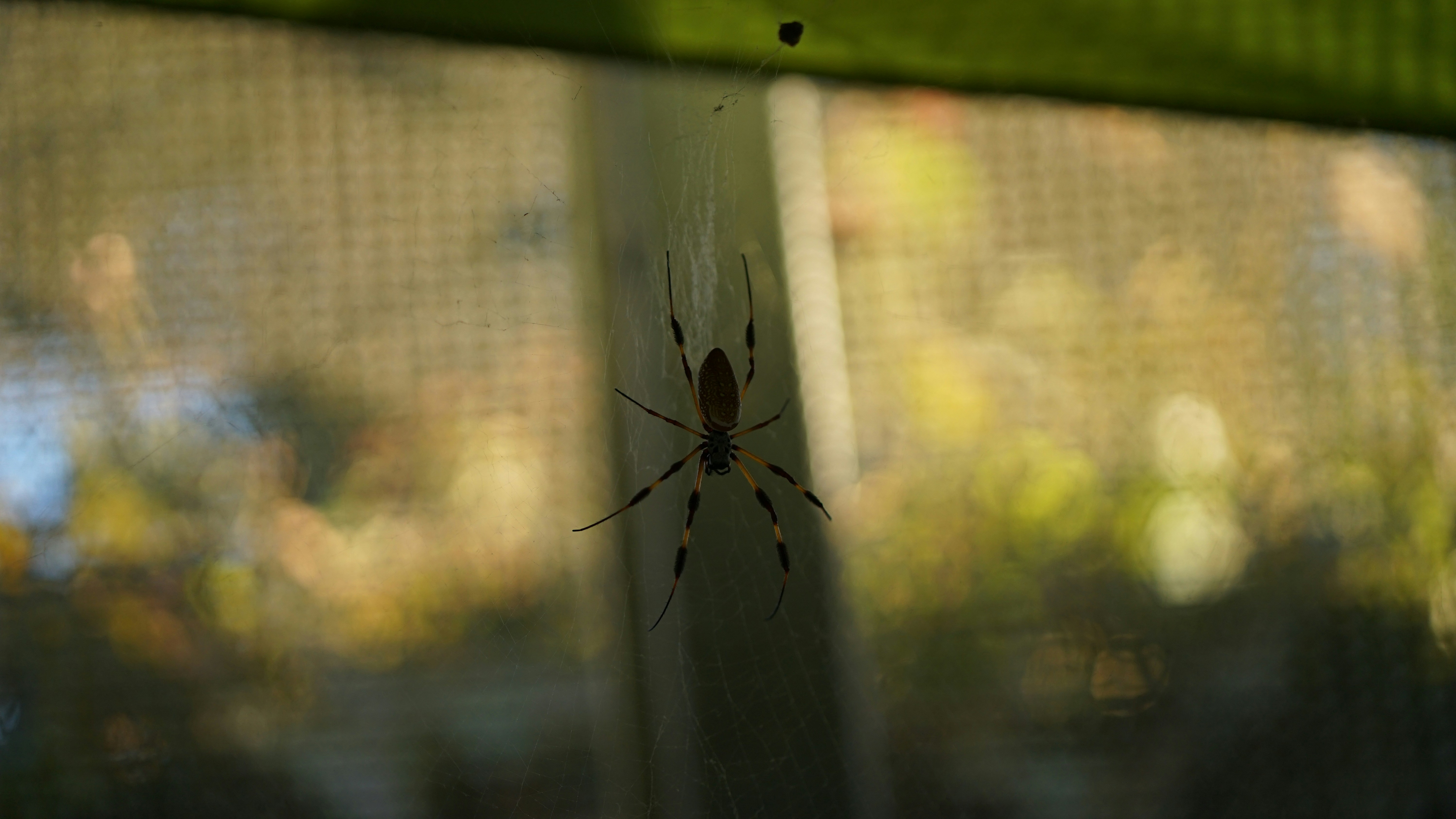 A spider sitting on the side of a window