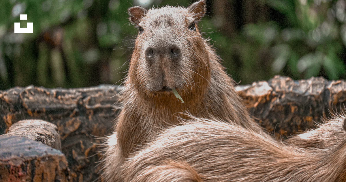 Capybara Features A close up of a capybara on a log photo – Free Zoo negara Image on Unsplash