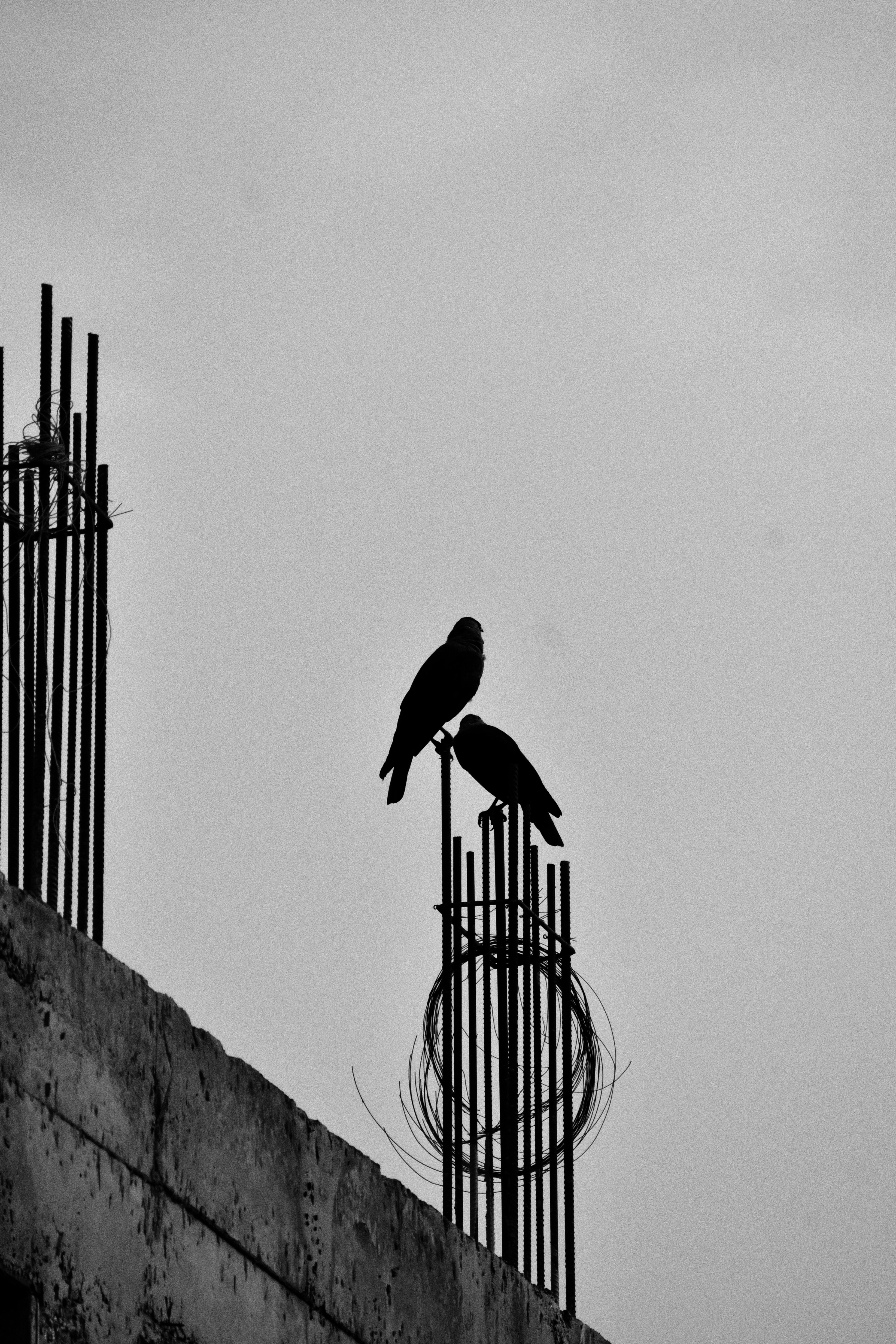 A black and white photo of a bird sitting on top of a fence