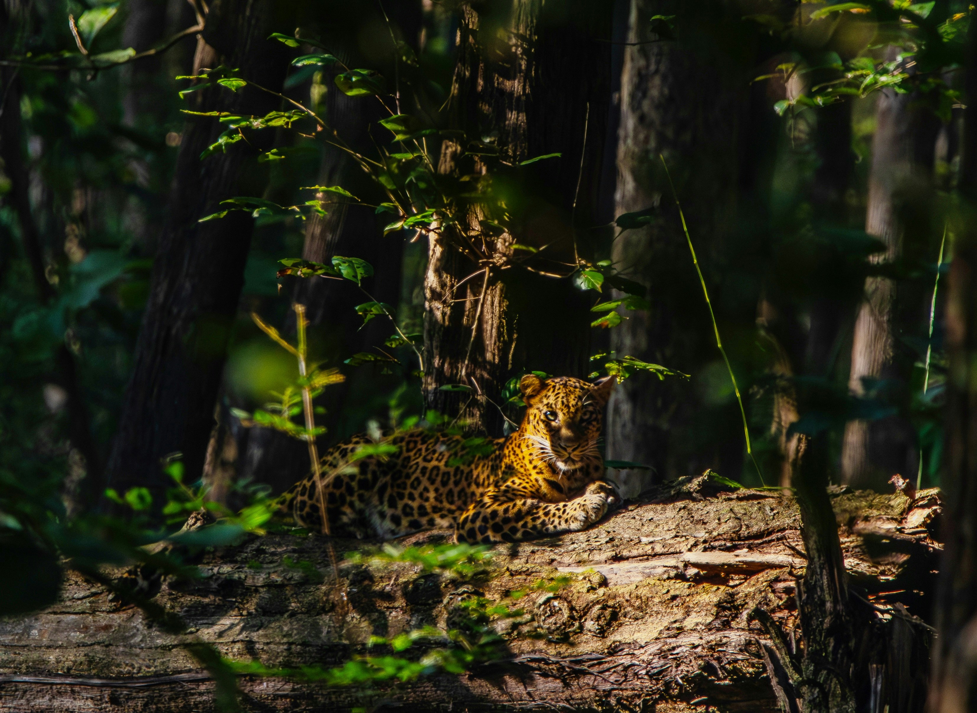 Photo by saiteja_varma