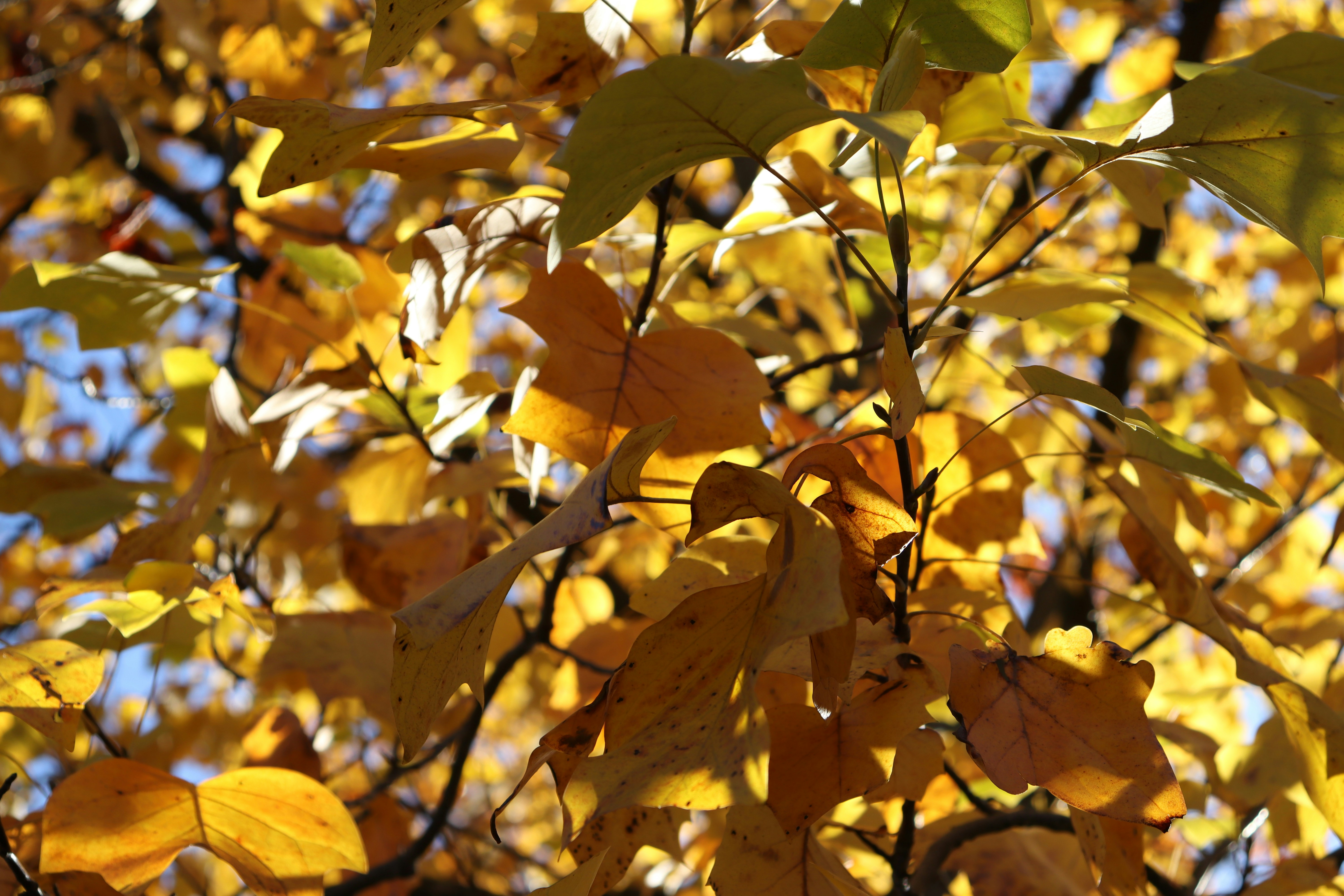 Photo by bored_mongoose