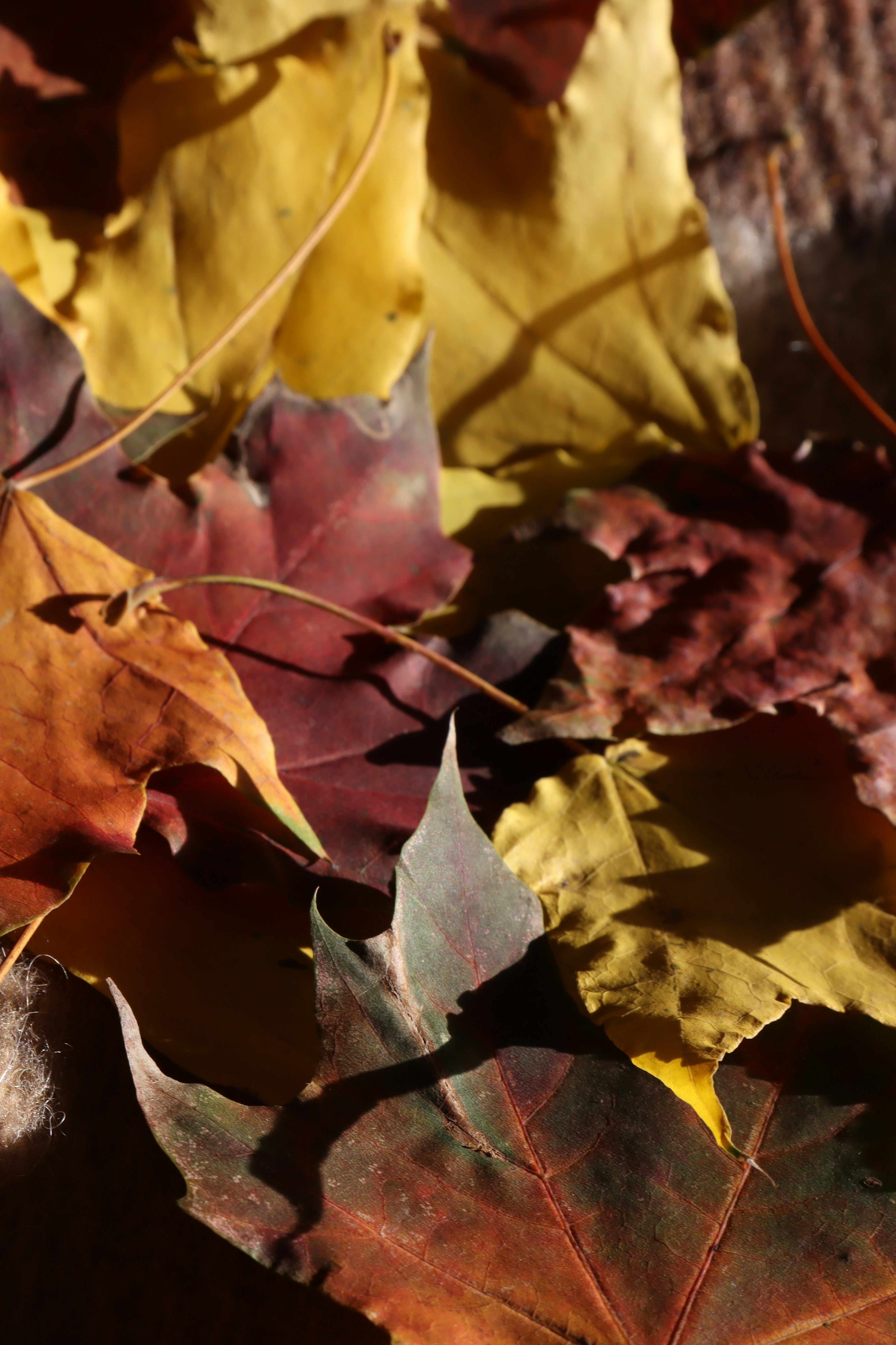 autumn wallpaper aesthetic, wallpaper, Thanksgiving Crafts for Young Adults 6