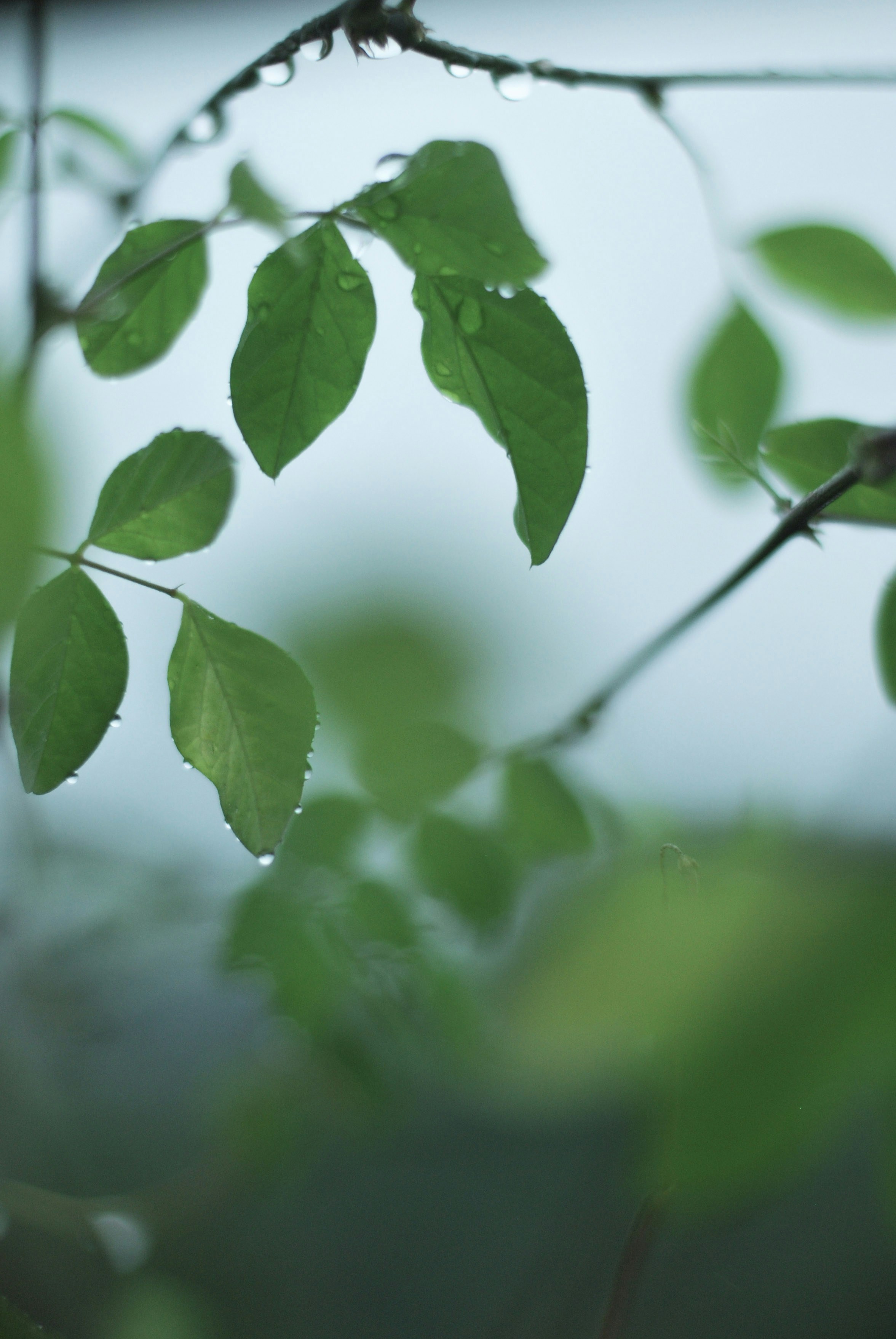 Photo by anindita_barma