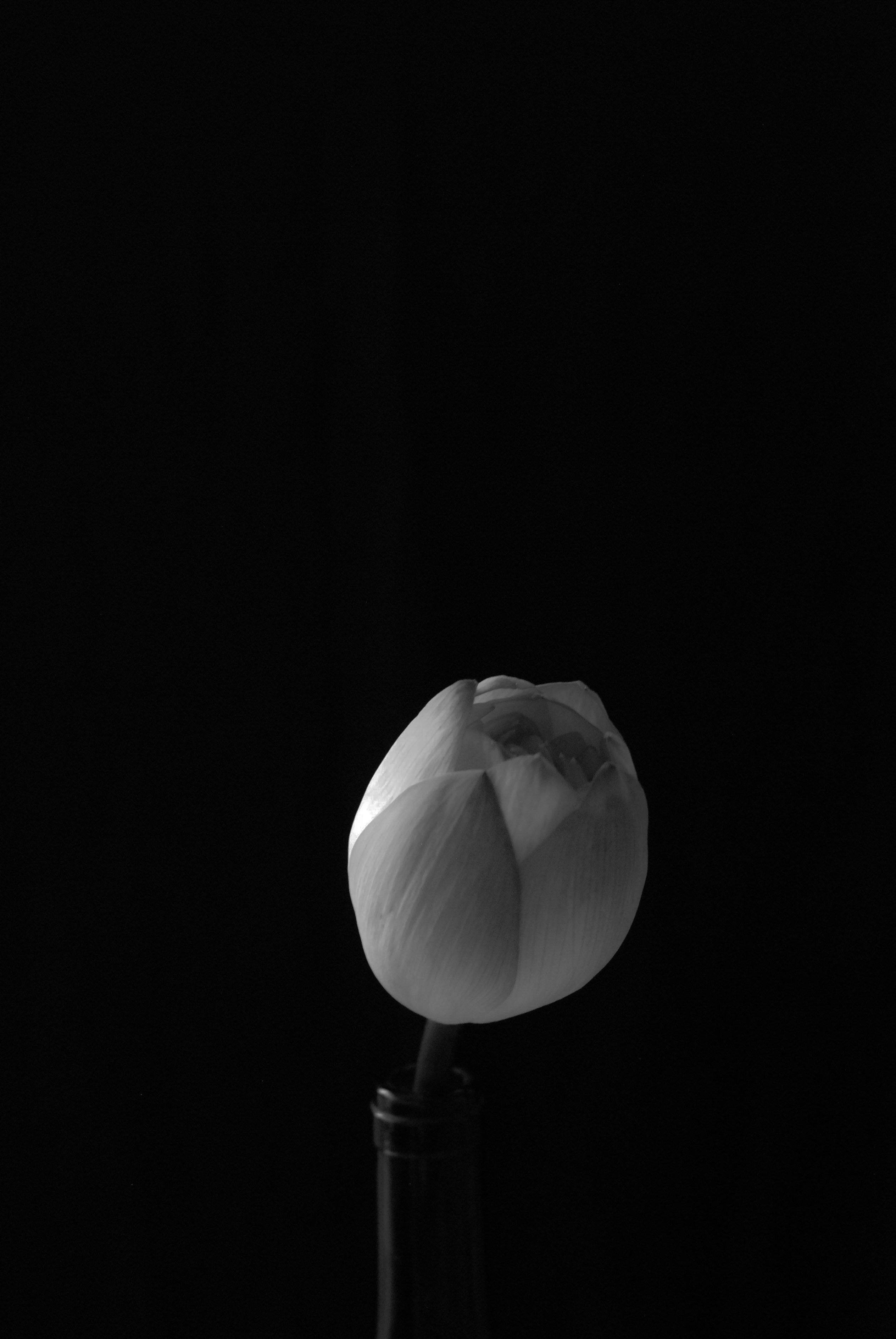 A single white tulip in a black vase