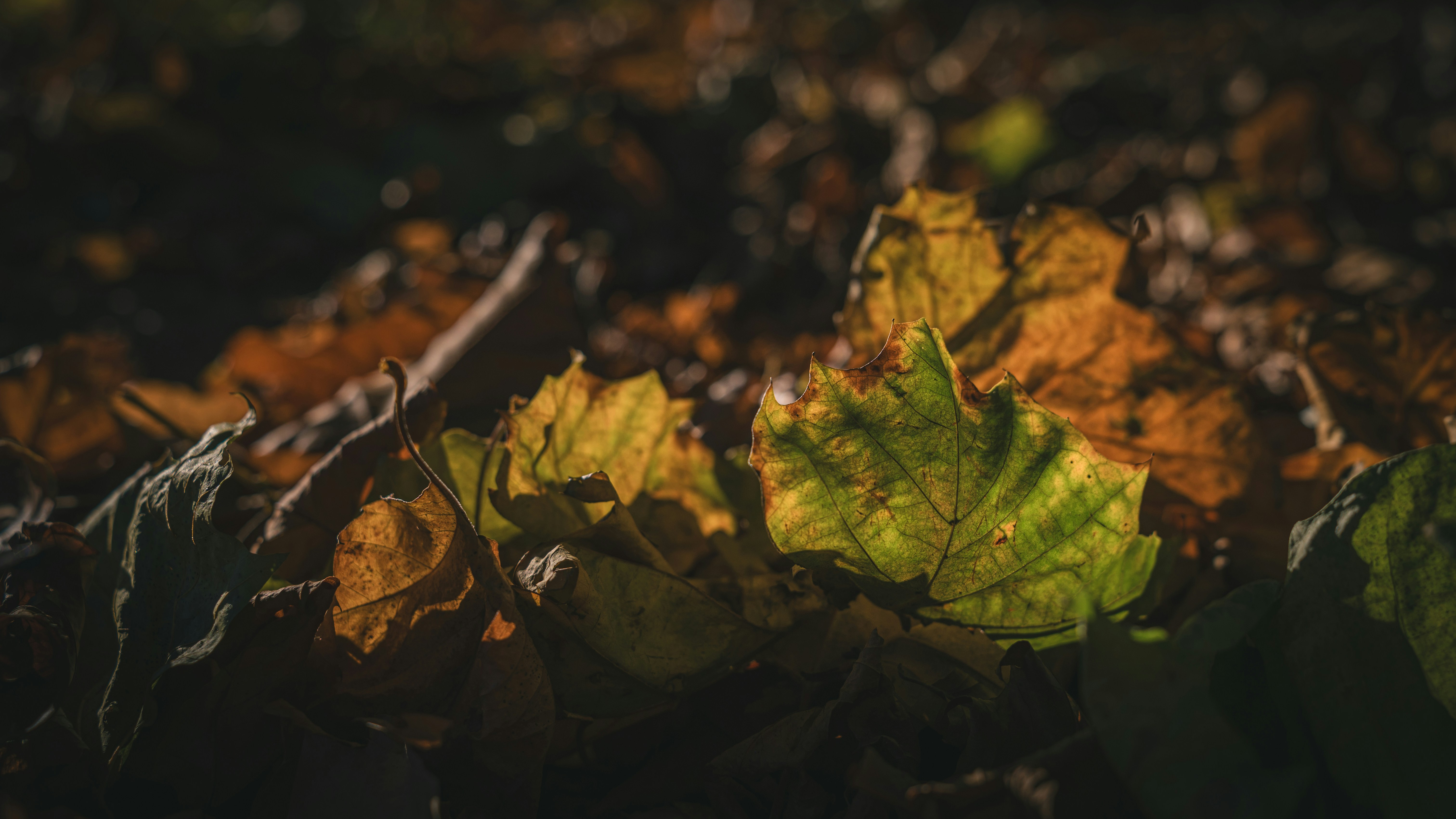 Photo by peek_a_boo_who