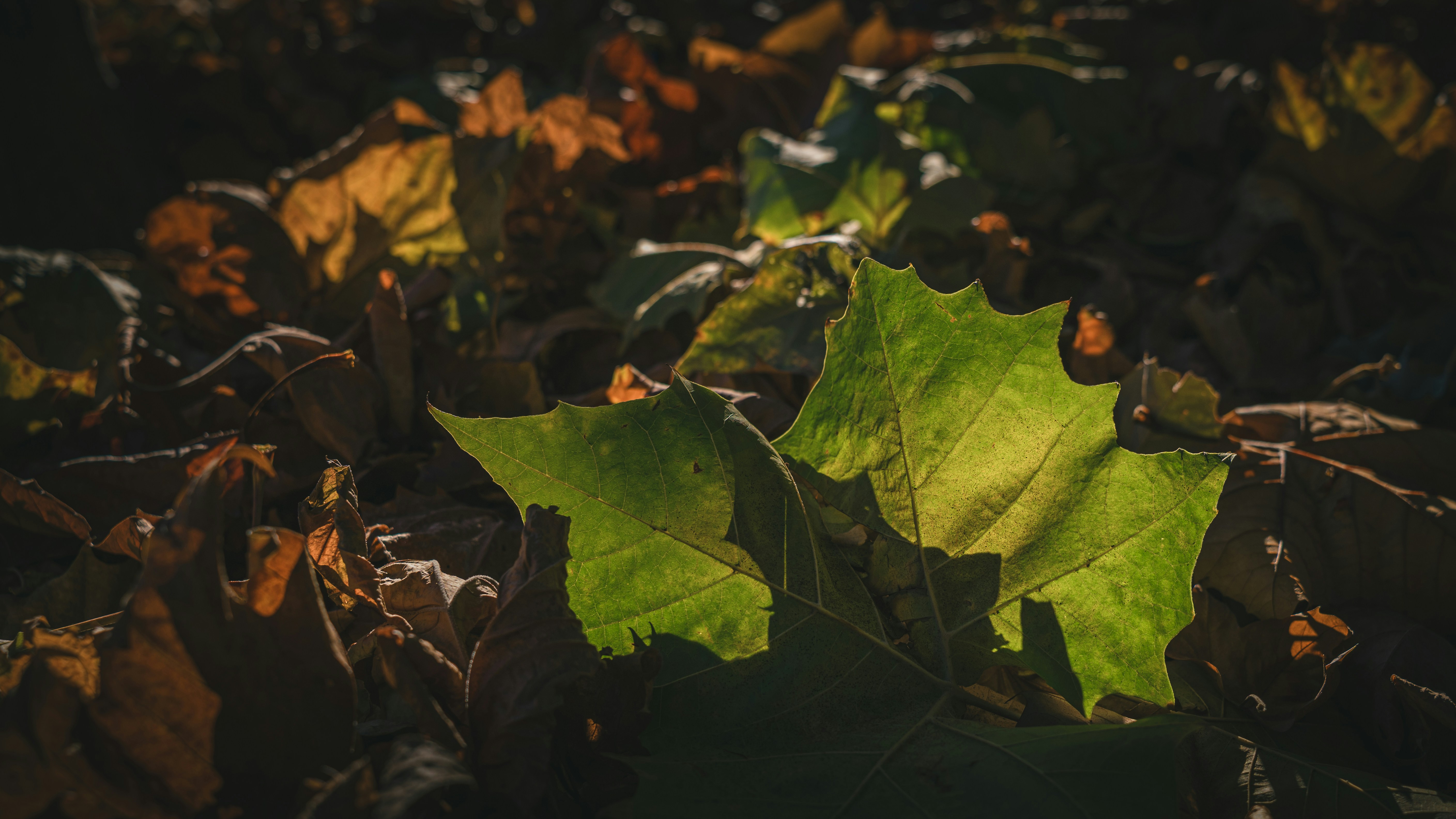 Photo by peek_a_boo_who