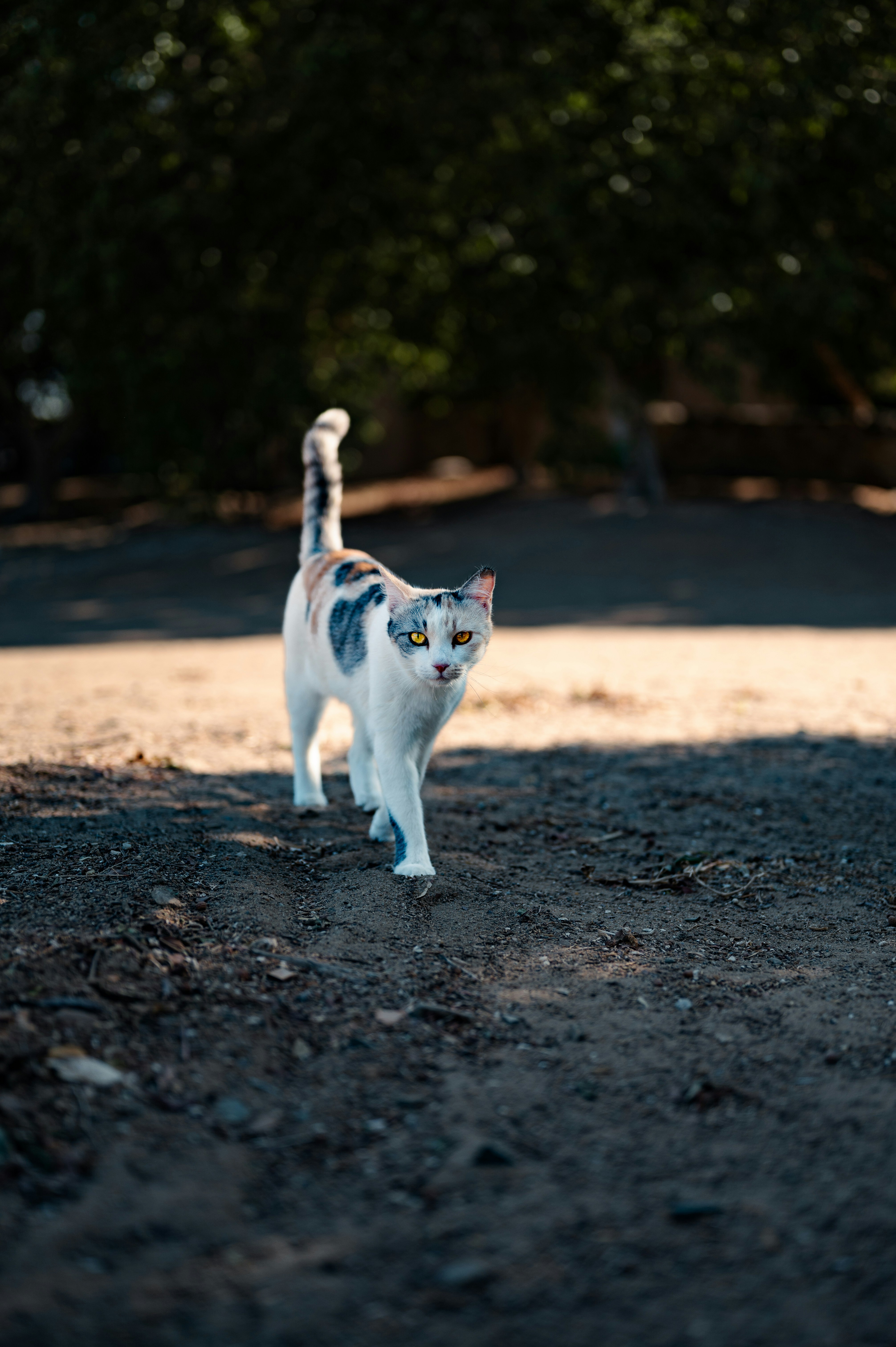 A cat walking across a dirt field next to a forest
