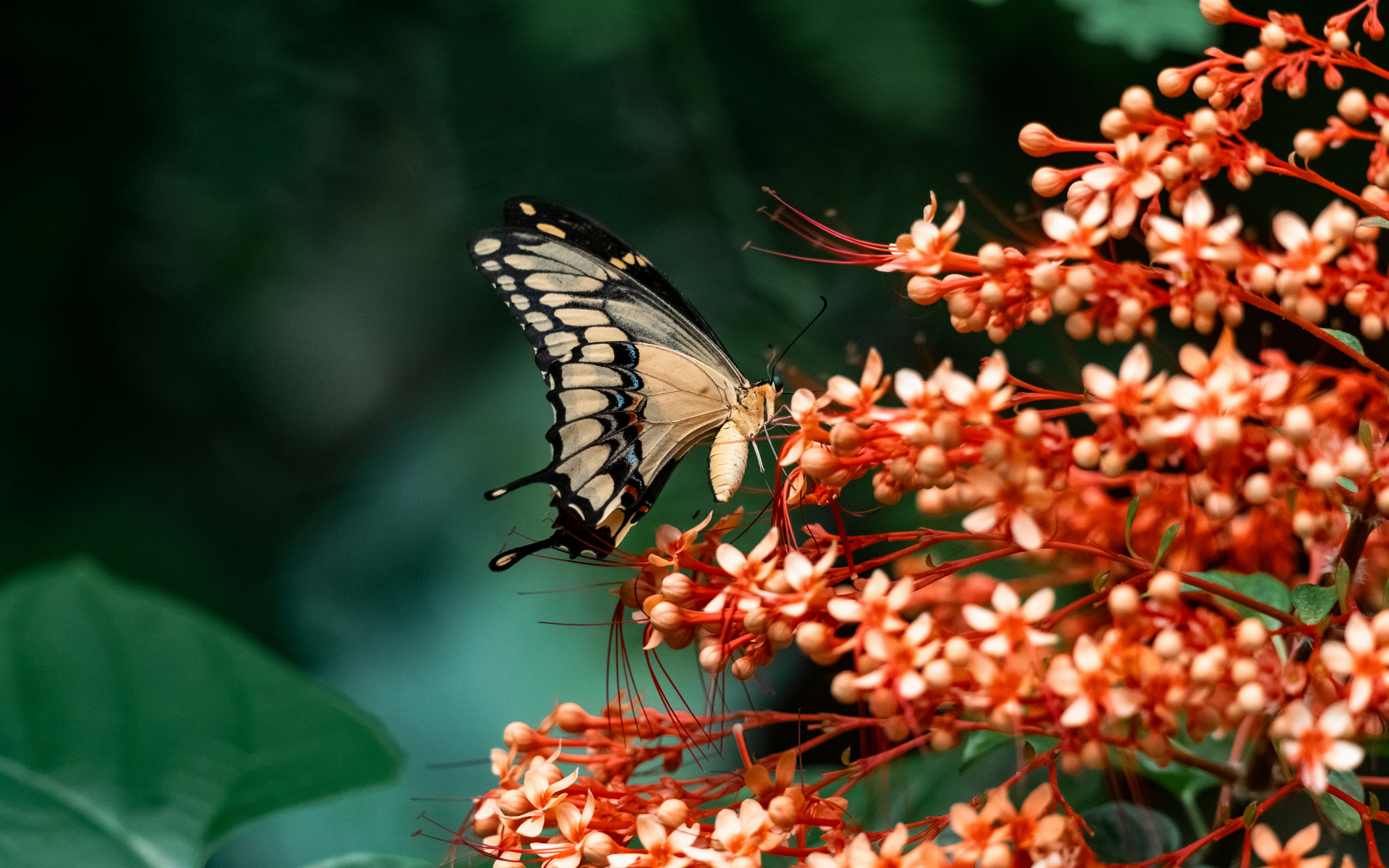 Photo by job_vermeulen