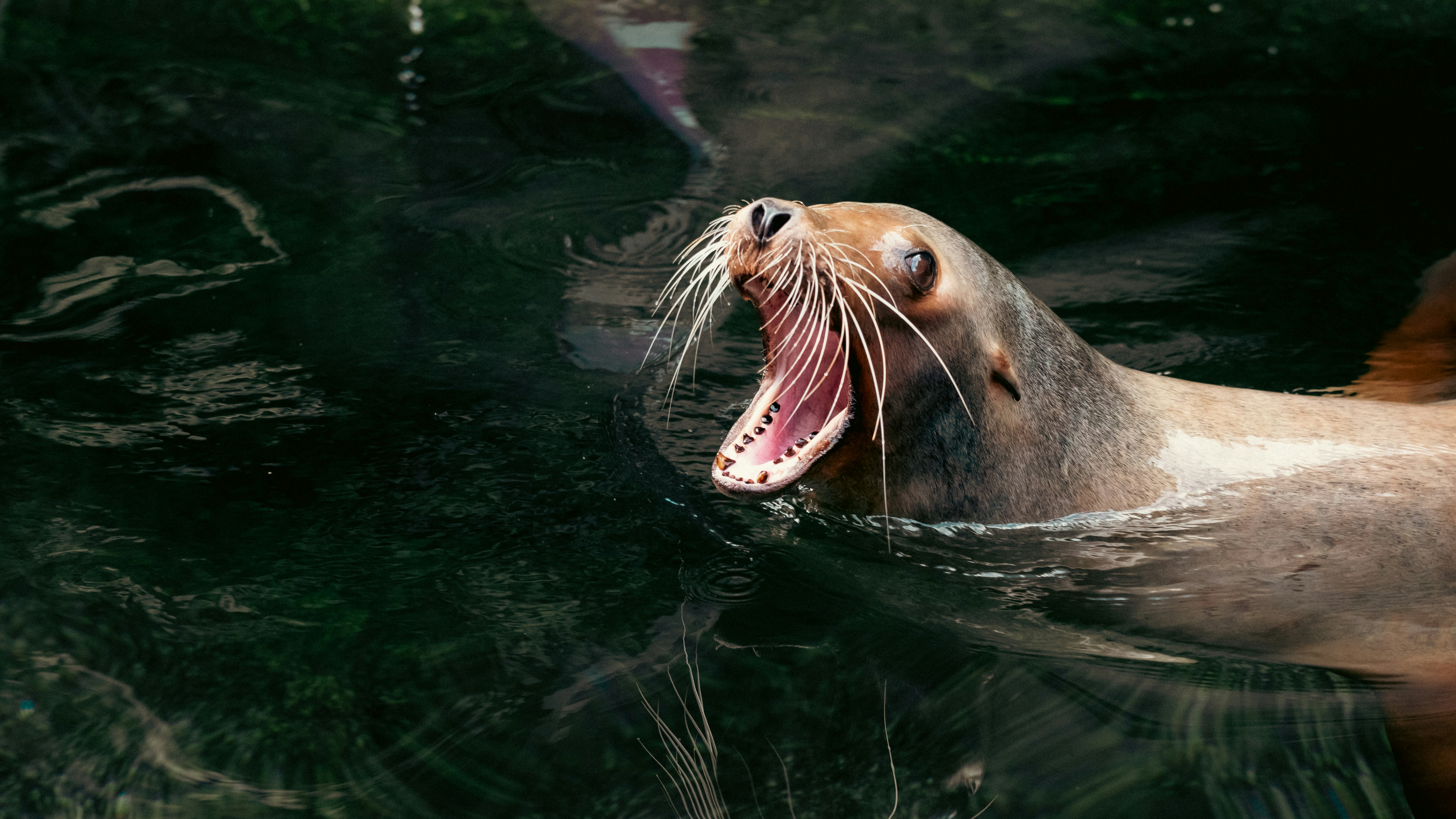 Photo by job_vermeulen