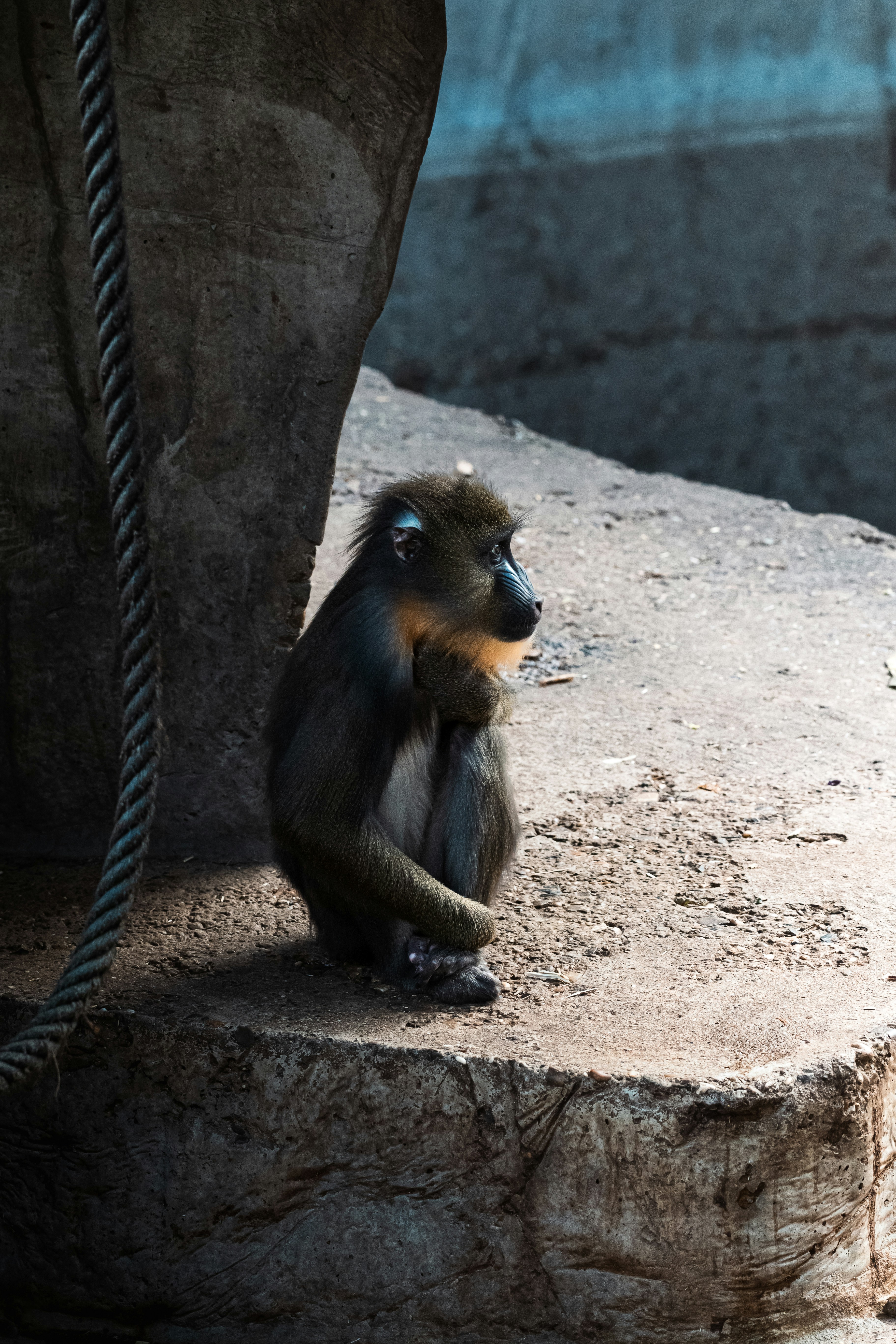 A monkey sitting on a rock next to a rope