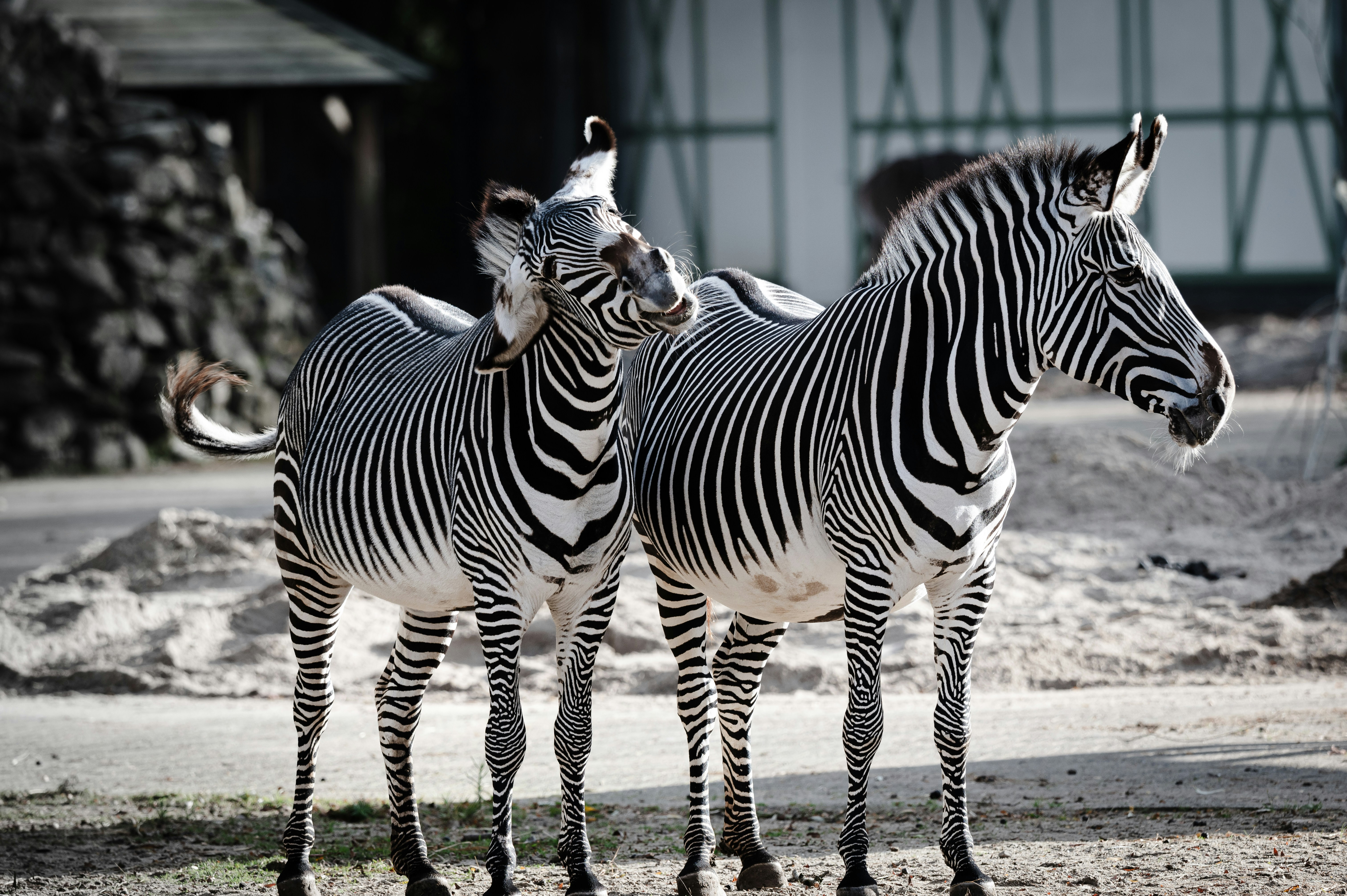 Photo by job_vermeulen