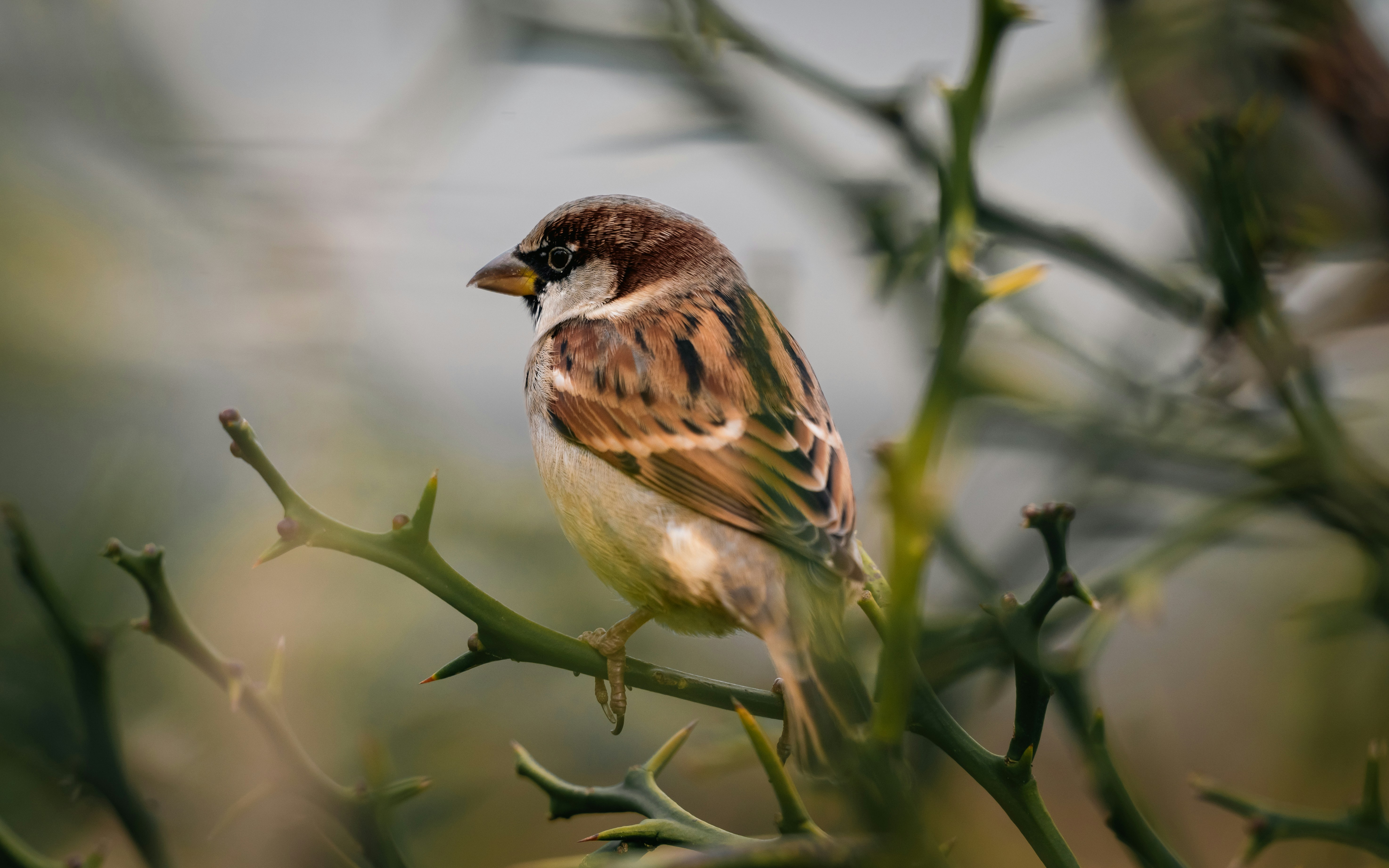 Photo by job_vermeulen