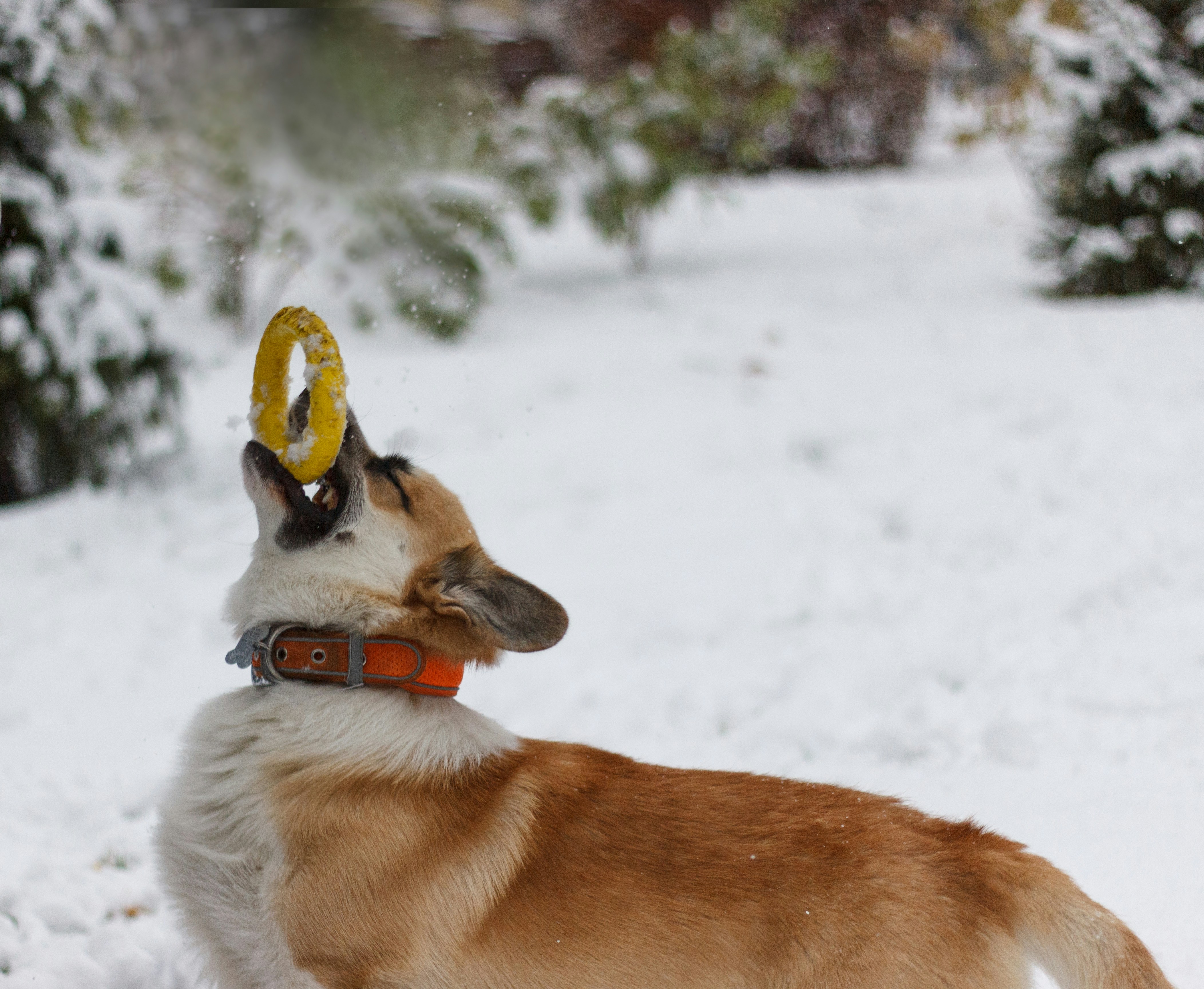 A dog with a frisbee in its mouth in the snow