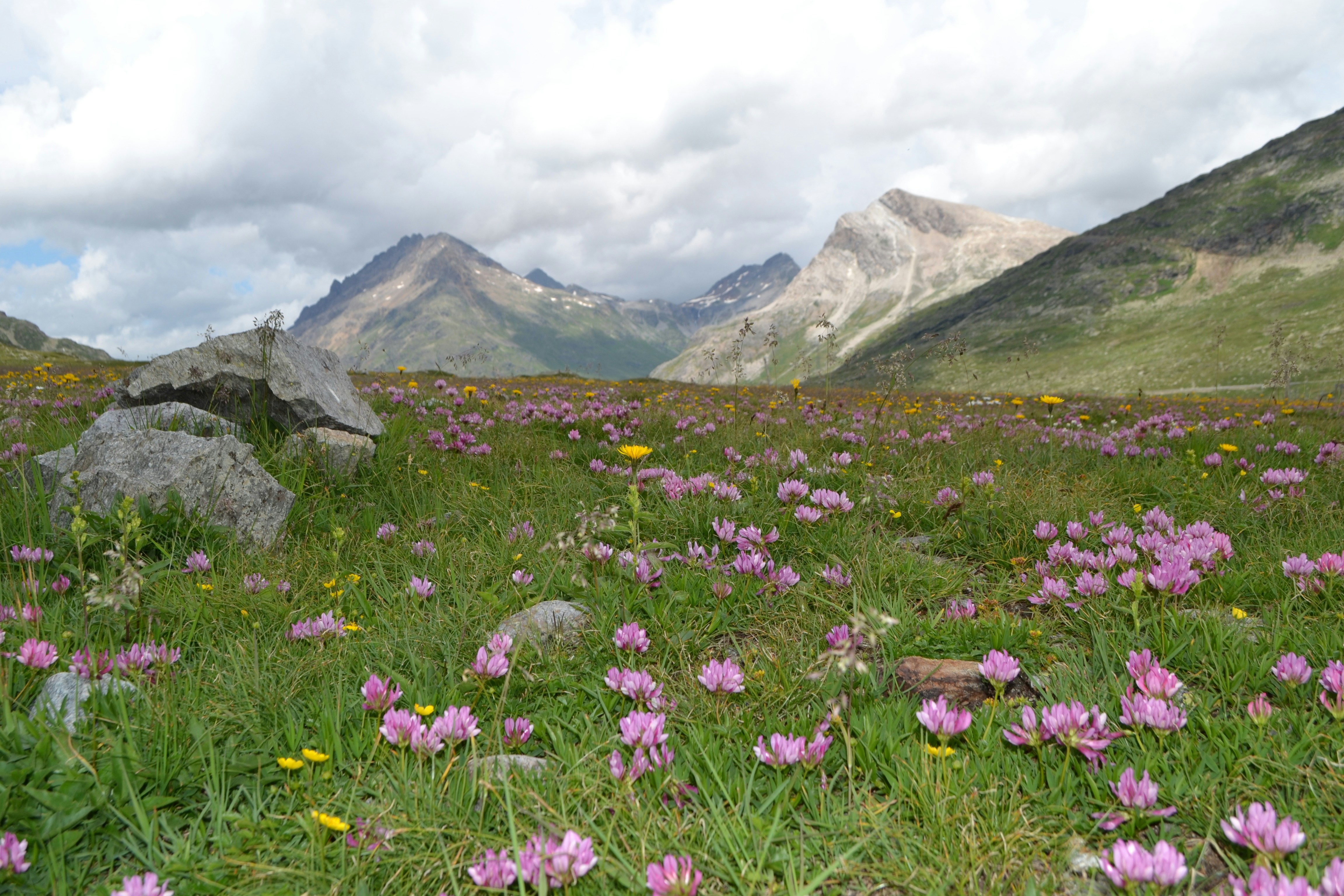 Ein Feld mit Wildblumen und Bergen im Hintergrund