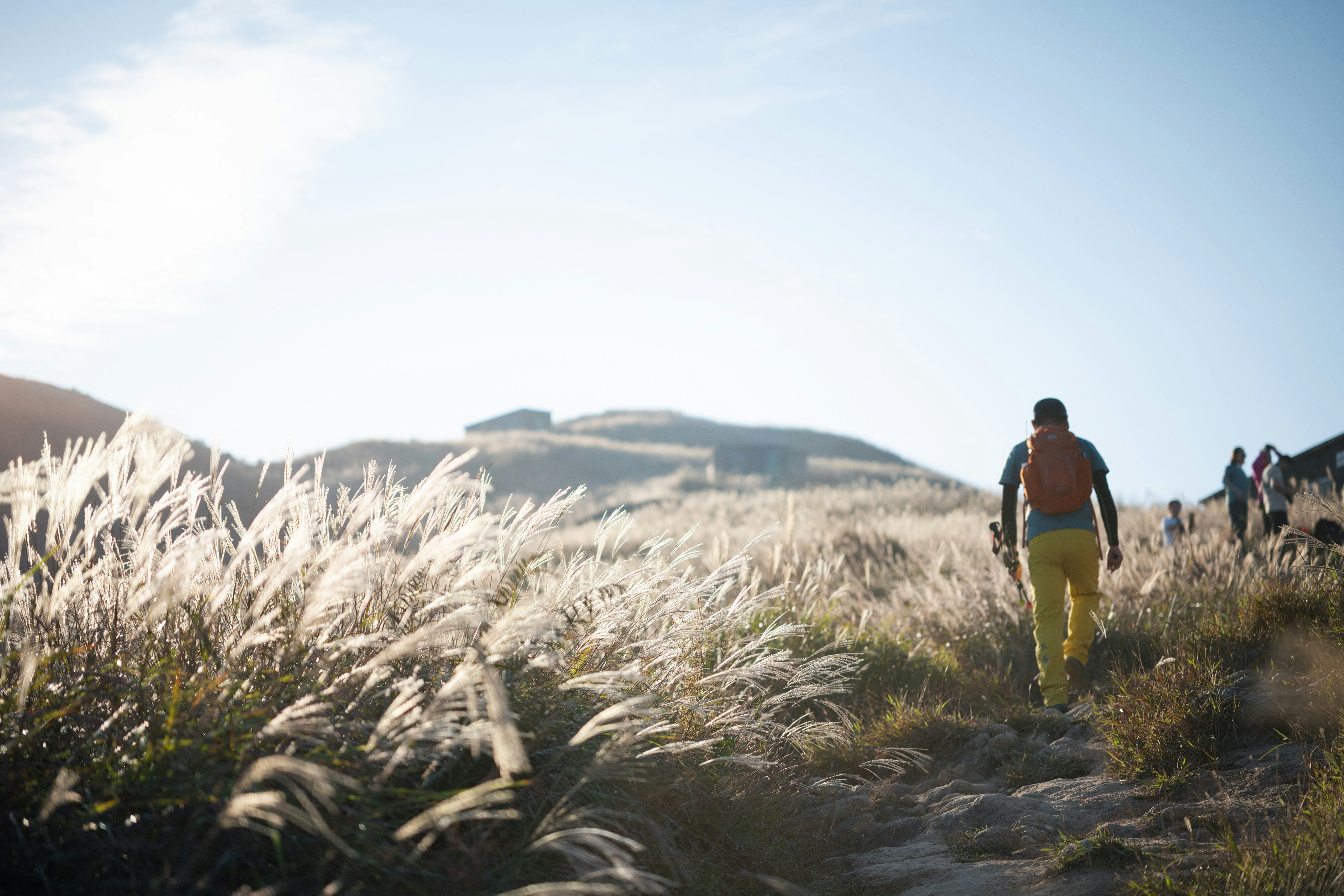 A man walking through a field of tall grass, 