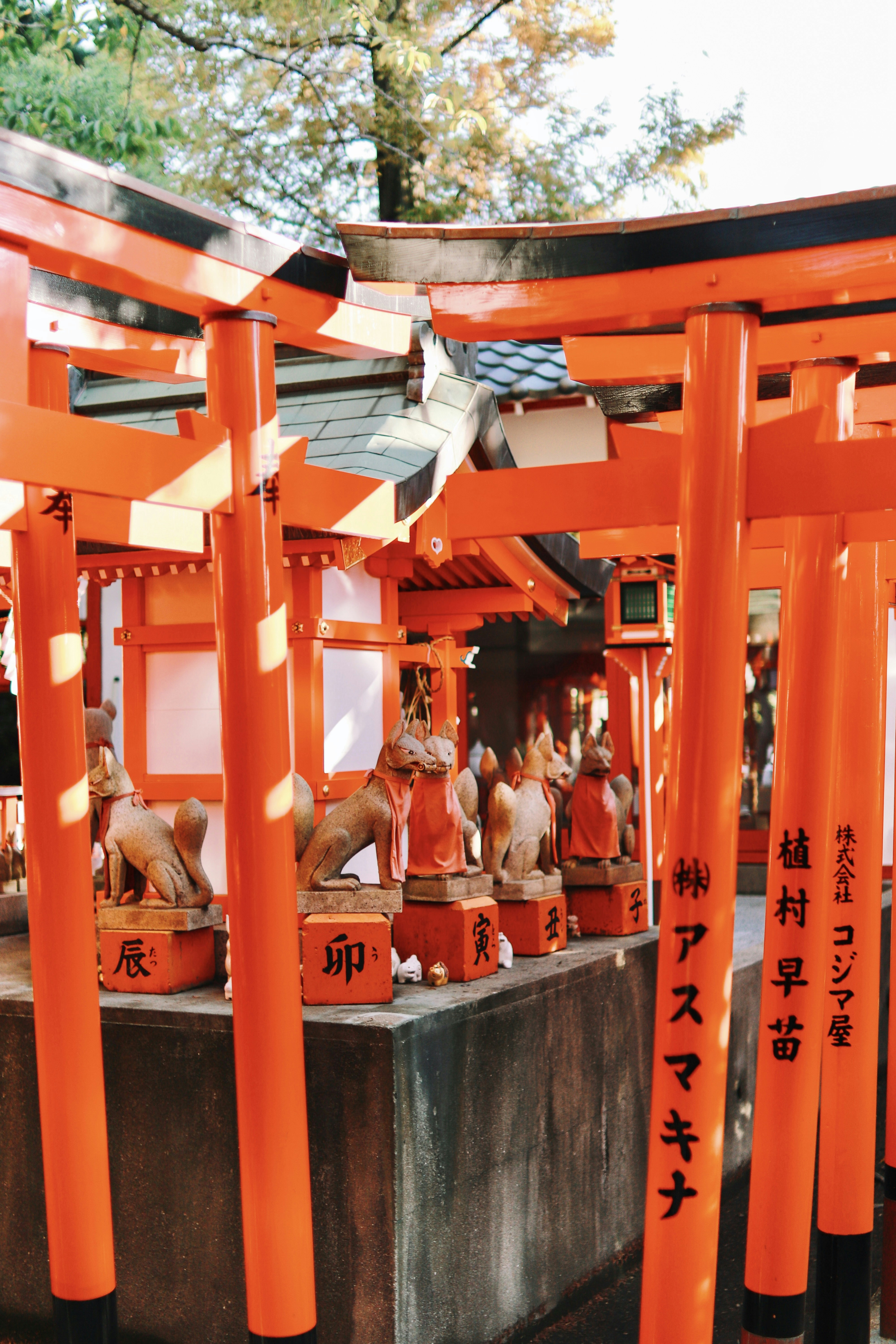 A group of orange tori tori tori tori tori tori tori tori tori tori tori tori