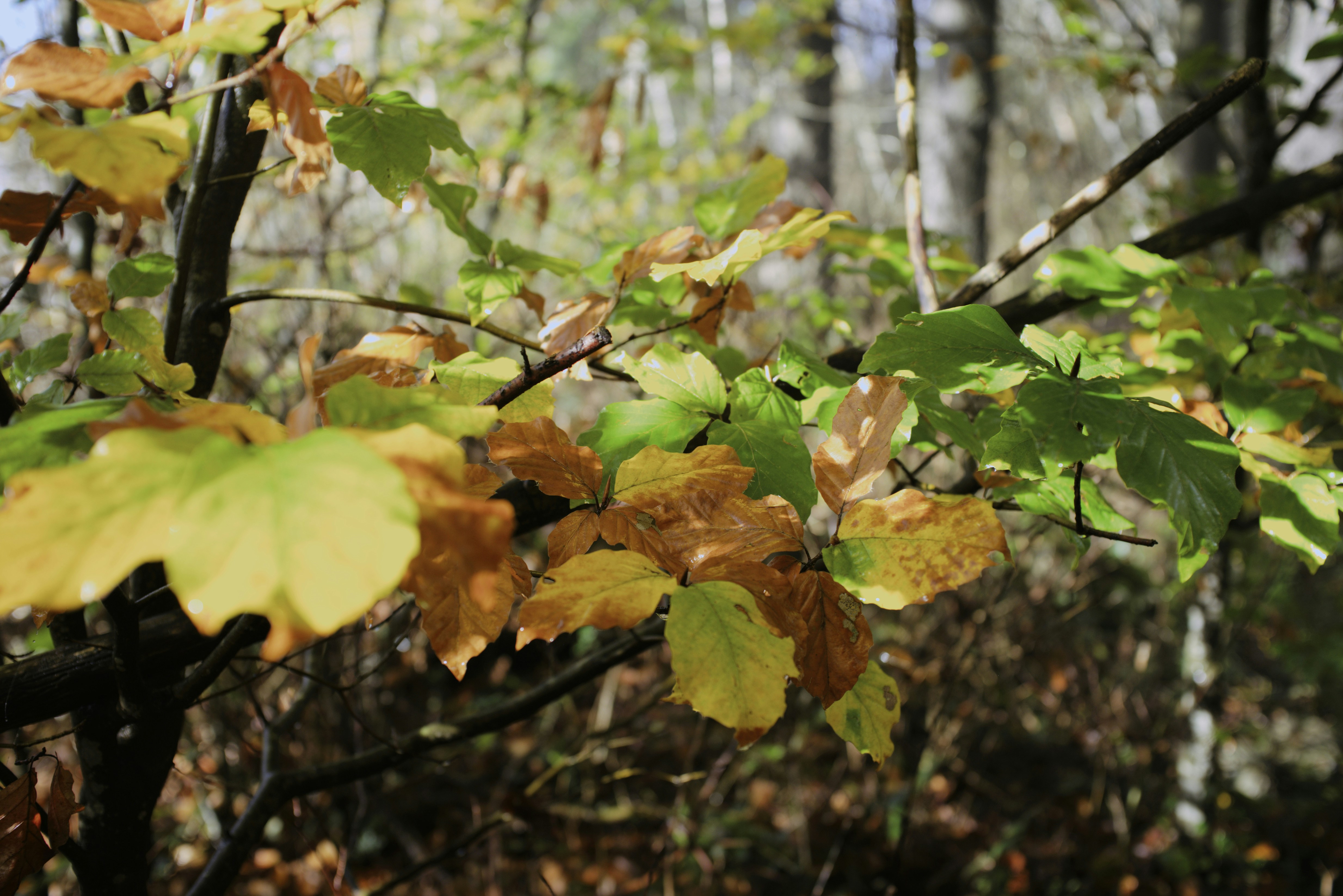 Photo by thomastygreat