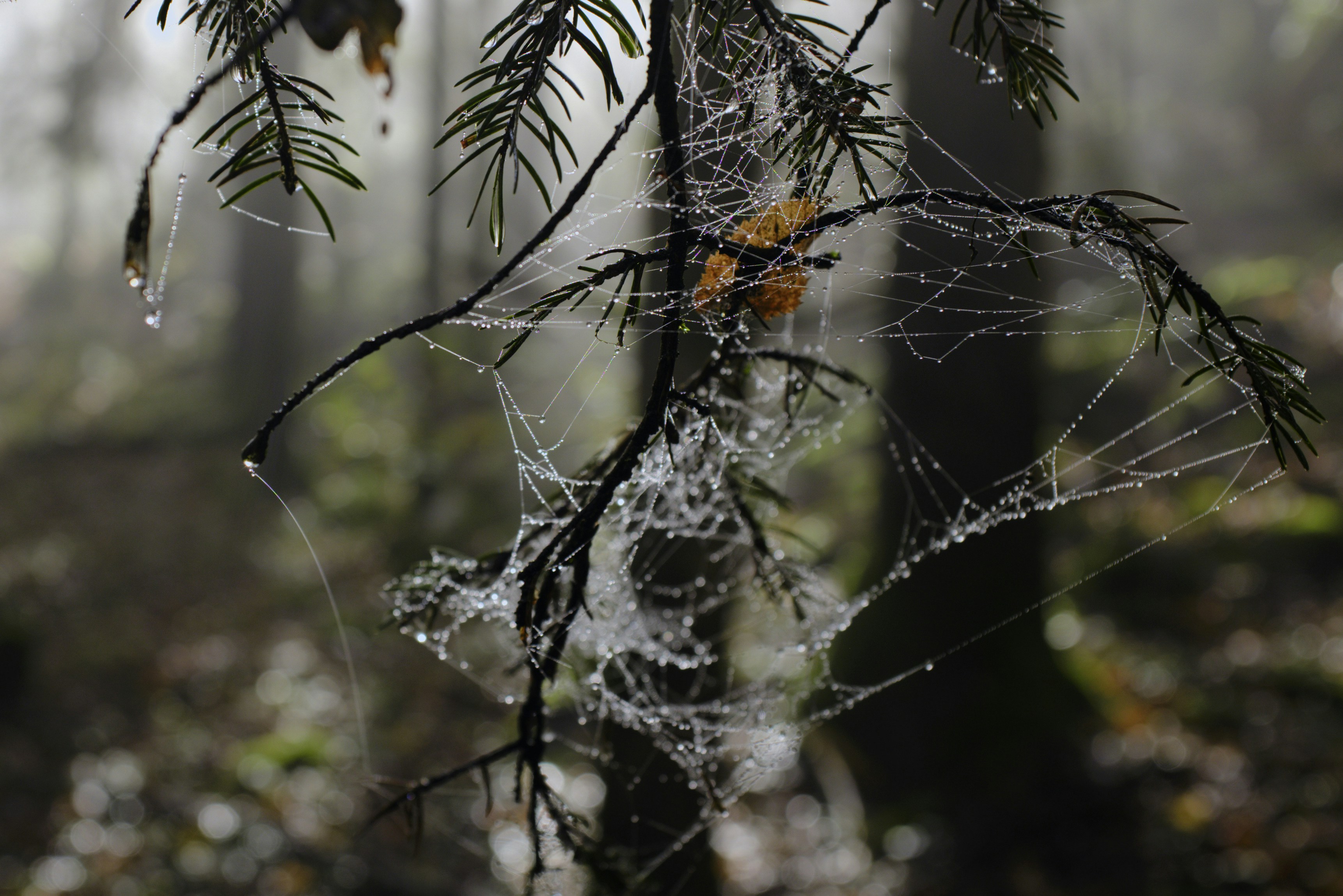 Photo by thomastygreat