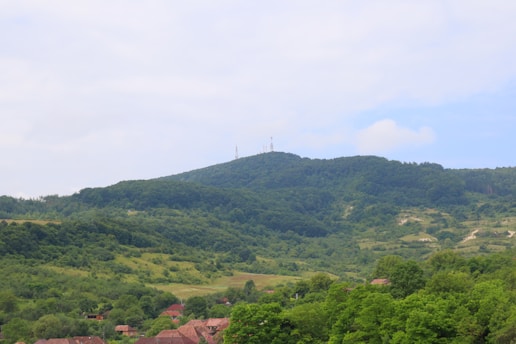A herd of sheep grazing on a lush green hillside