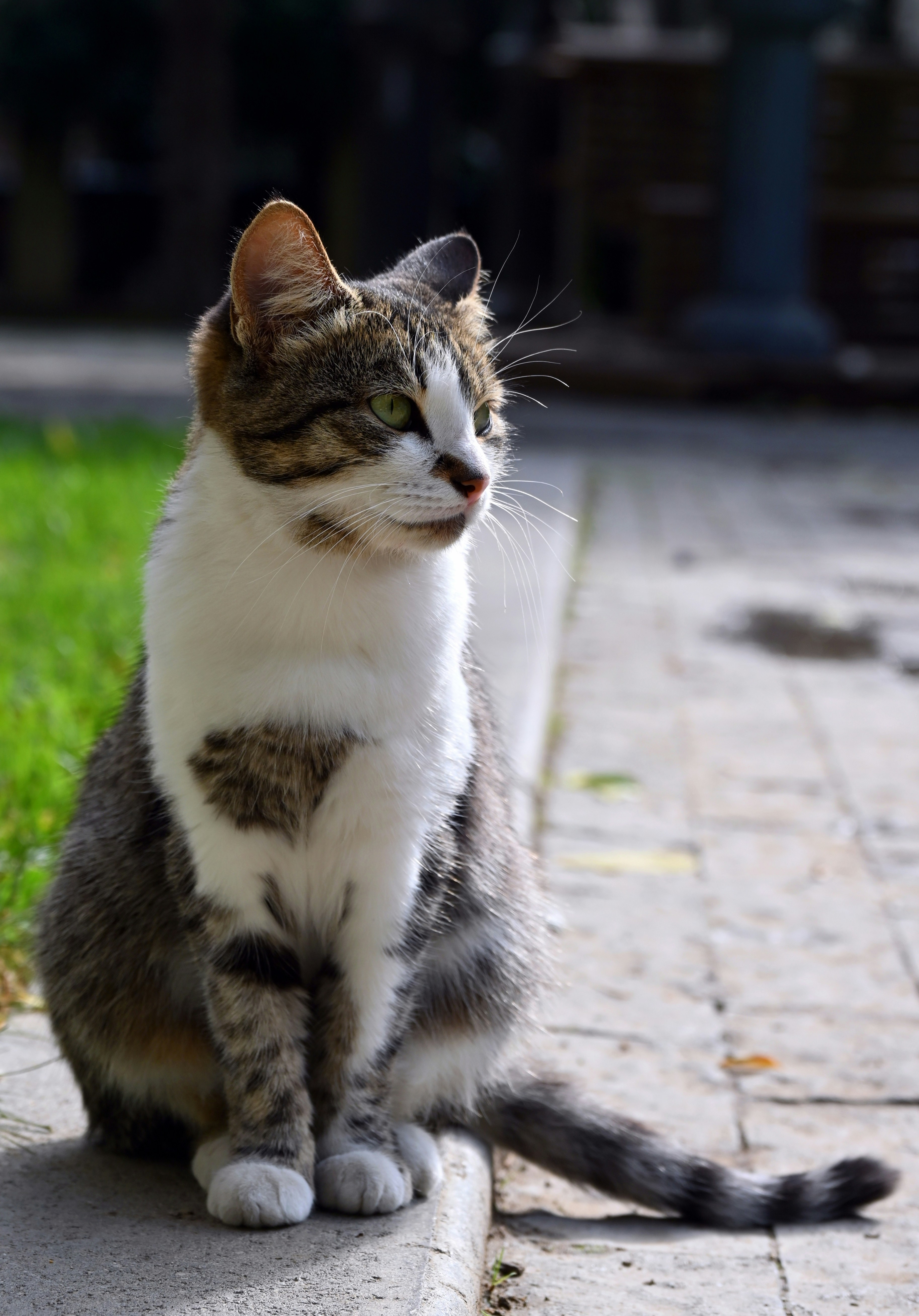 Photo by thesilvafocus