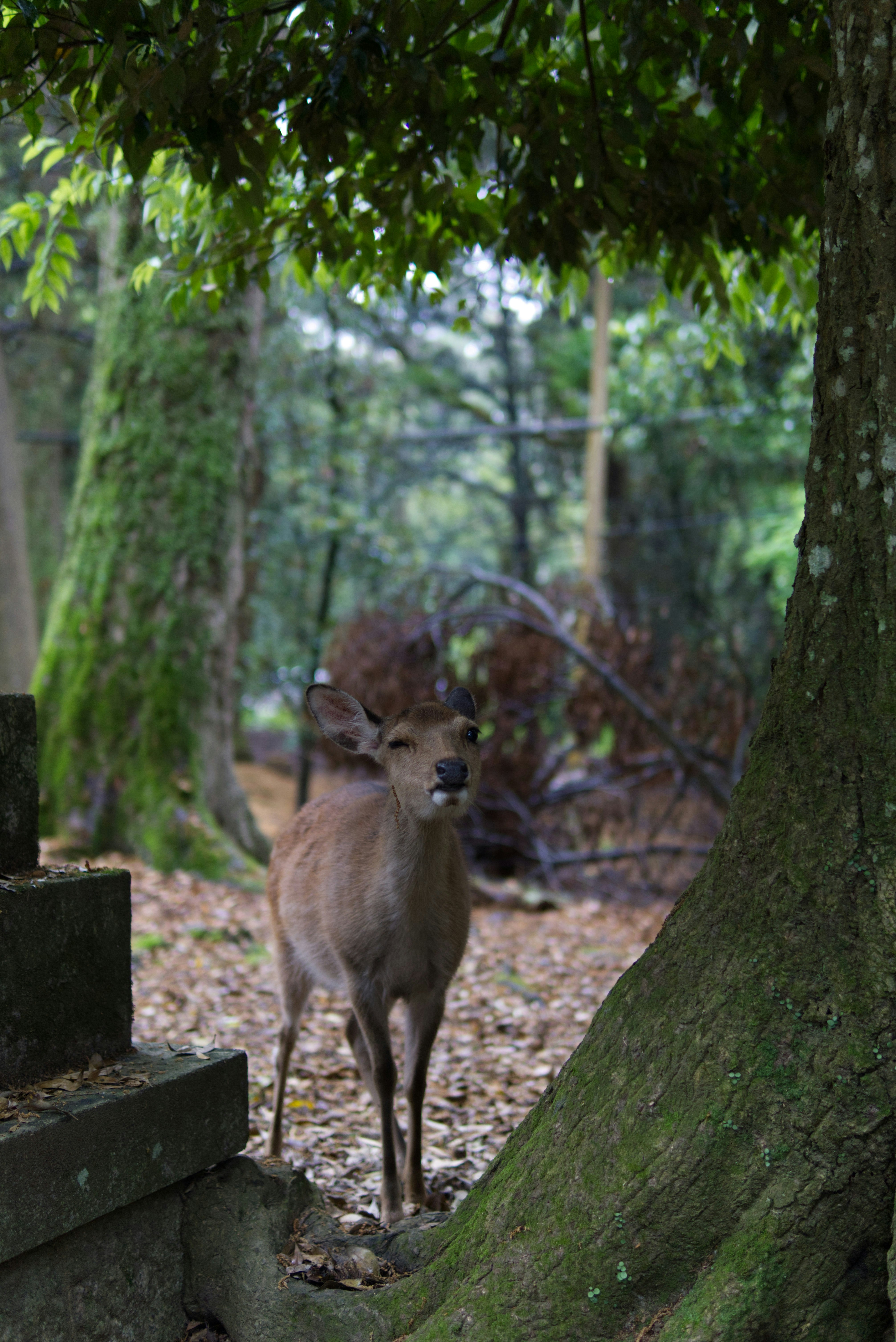 A deer that is standing in the woods