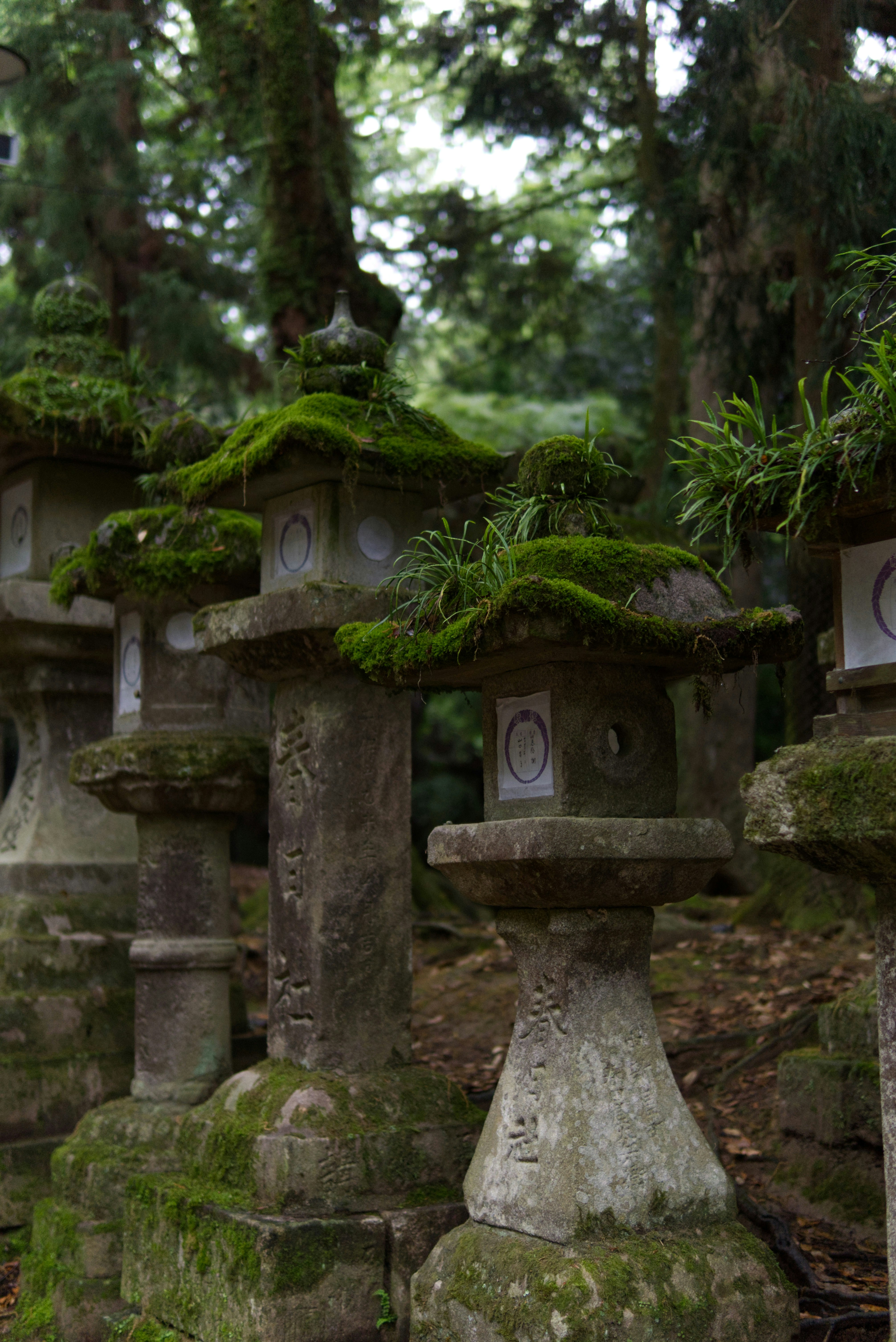 A group of stone lanterns with moss growing on them