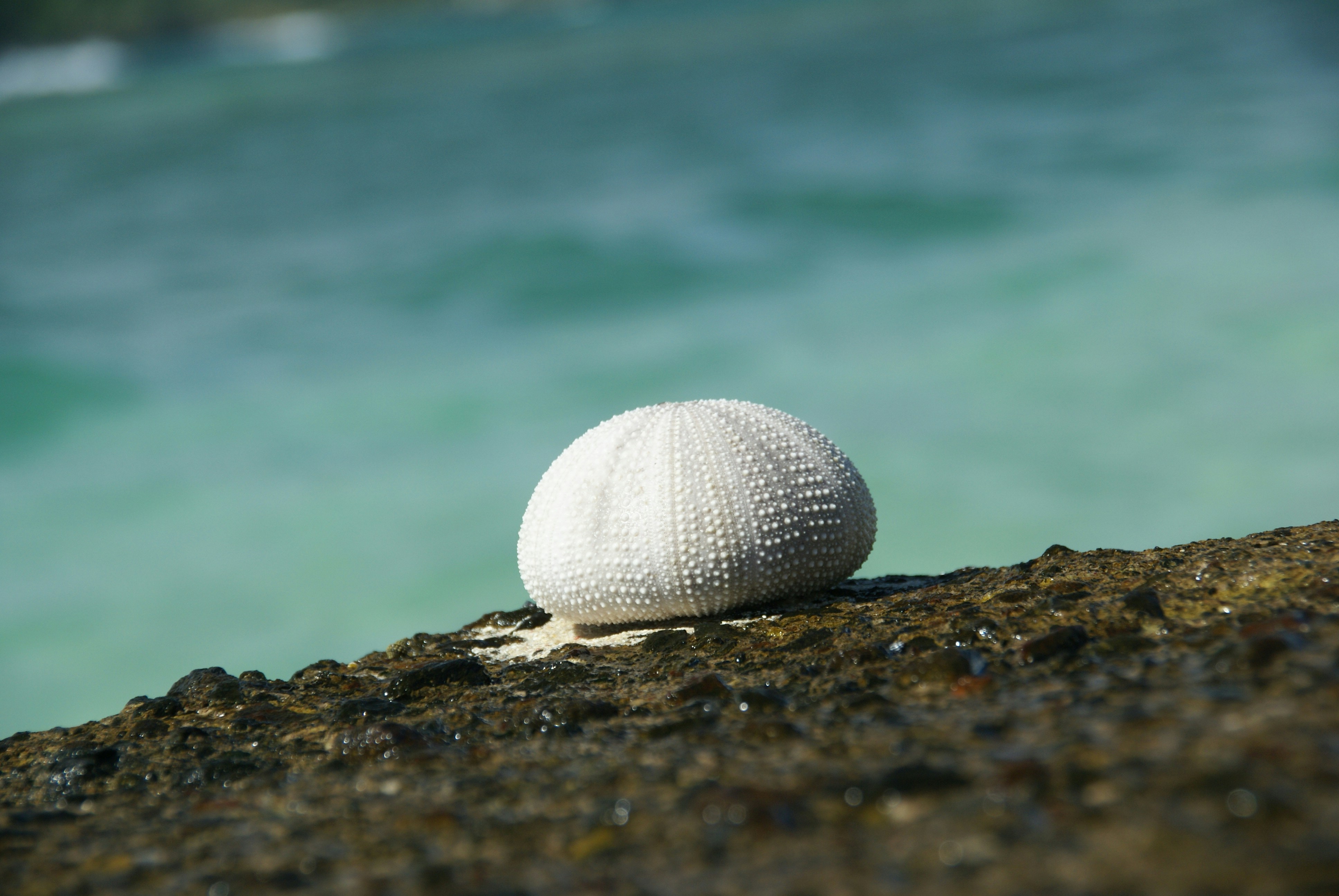 A white ball sitting on top of a rock near the ocean