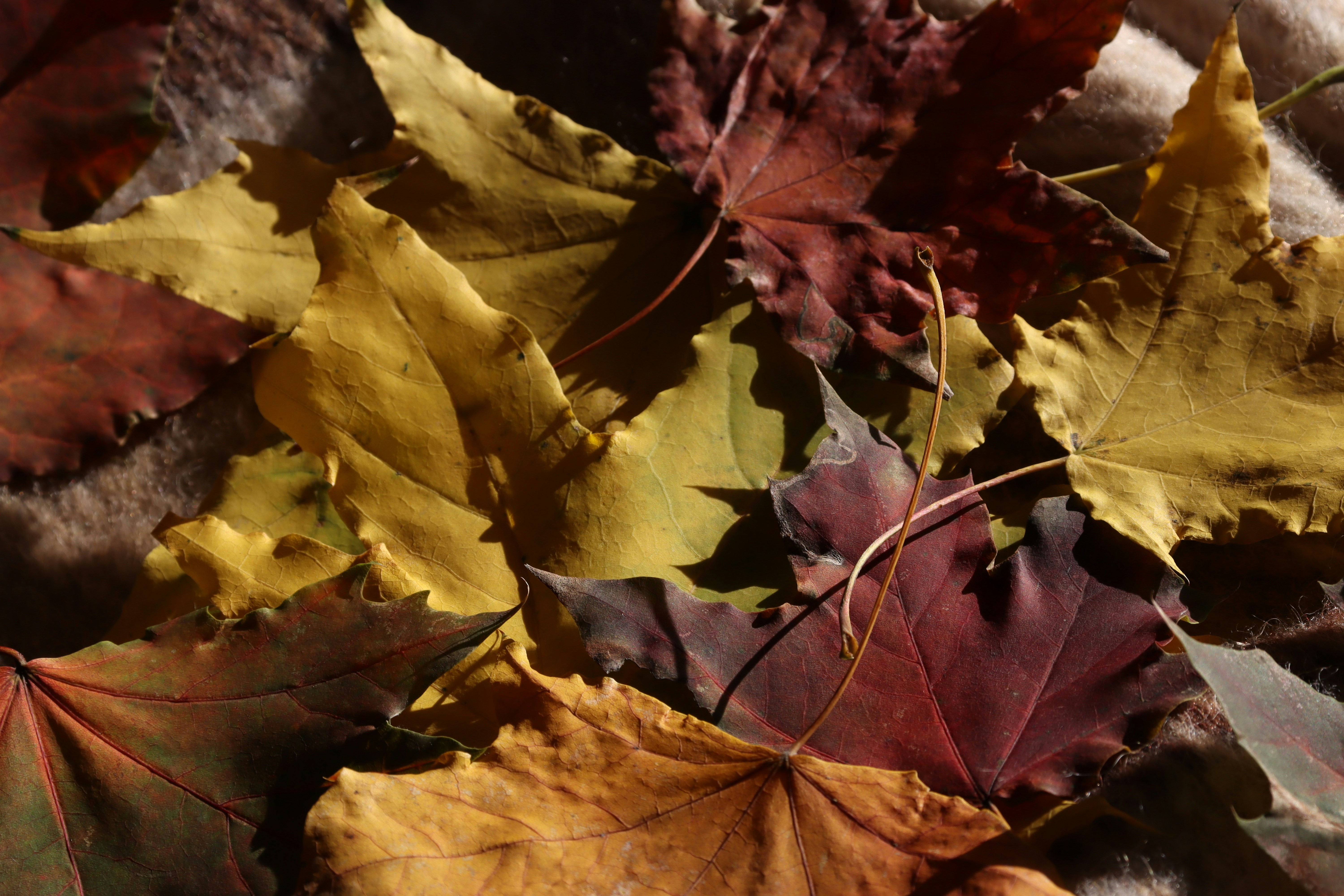 Photo by bored_mongoose