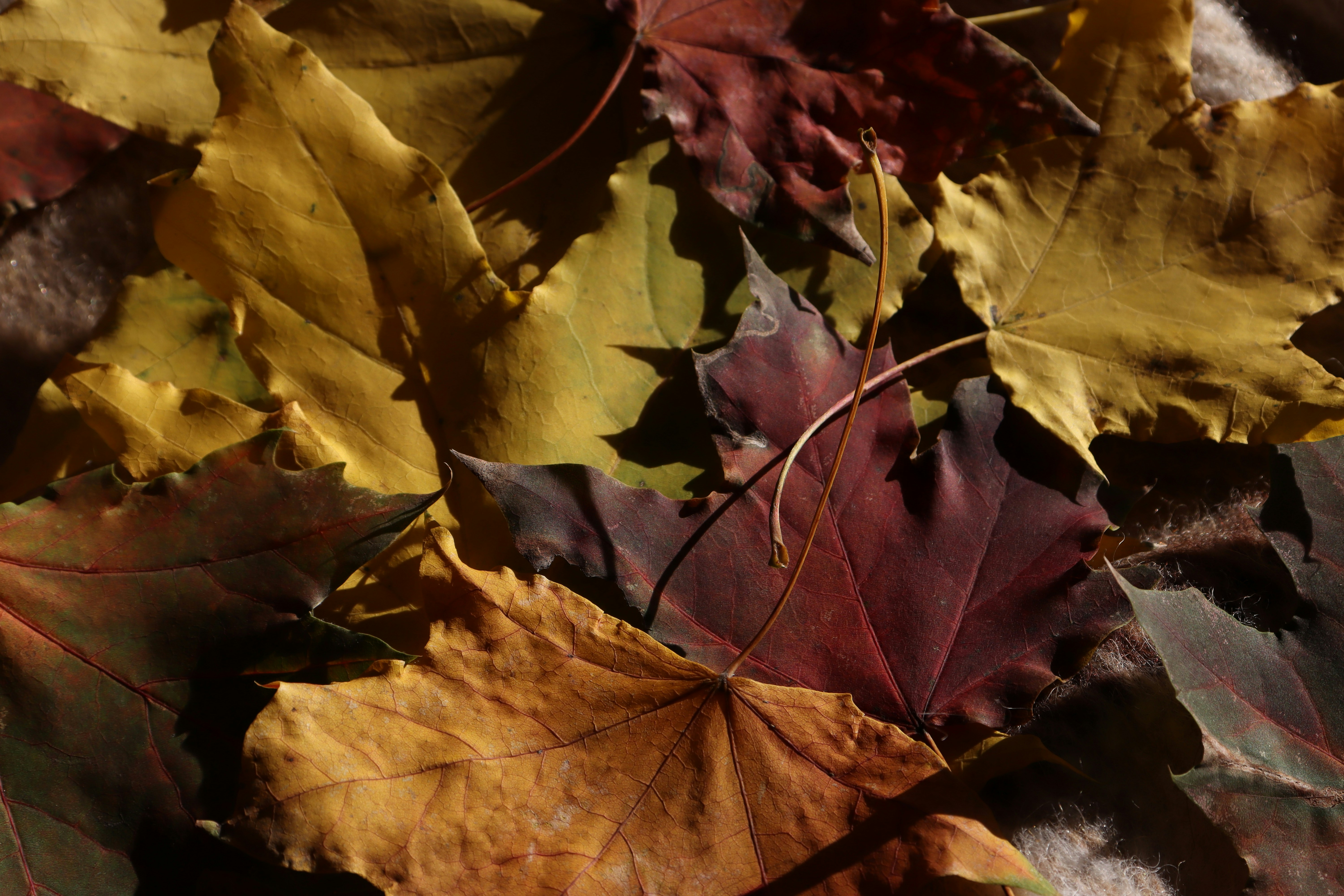 Un tas de feuilles qui reposent sur le sol