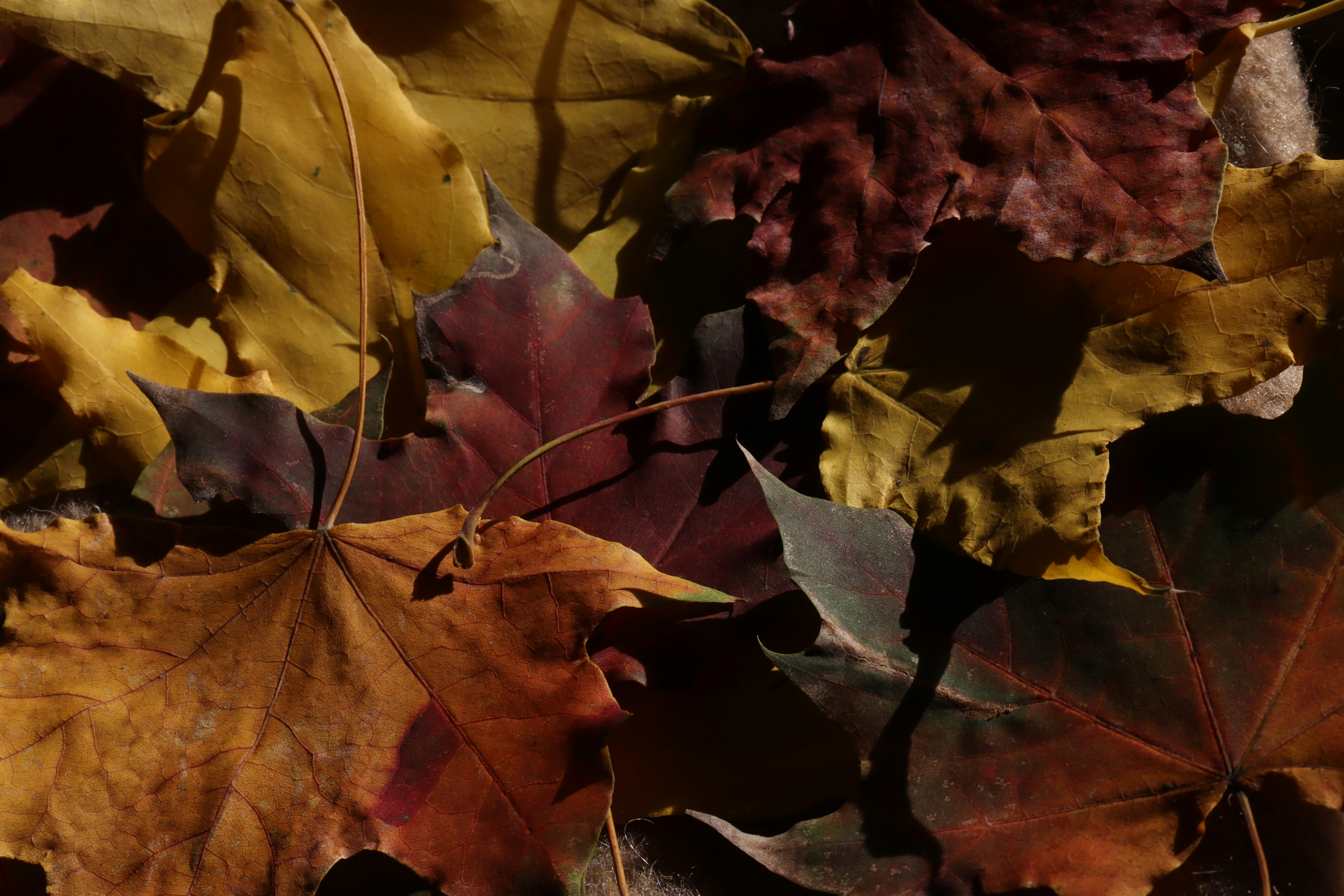autumn wallpaper aesthetic, wallpaper, Thanksgiving Crafts for Young Adults 5