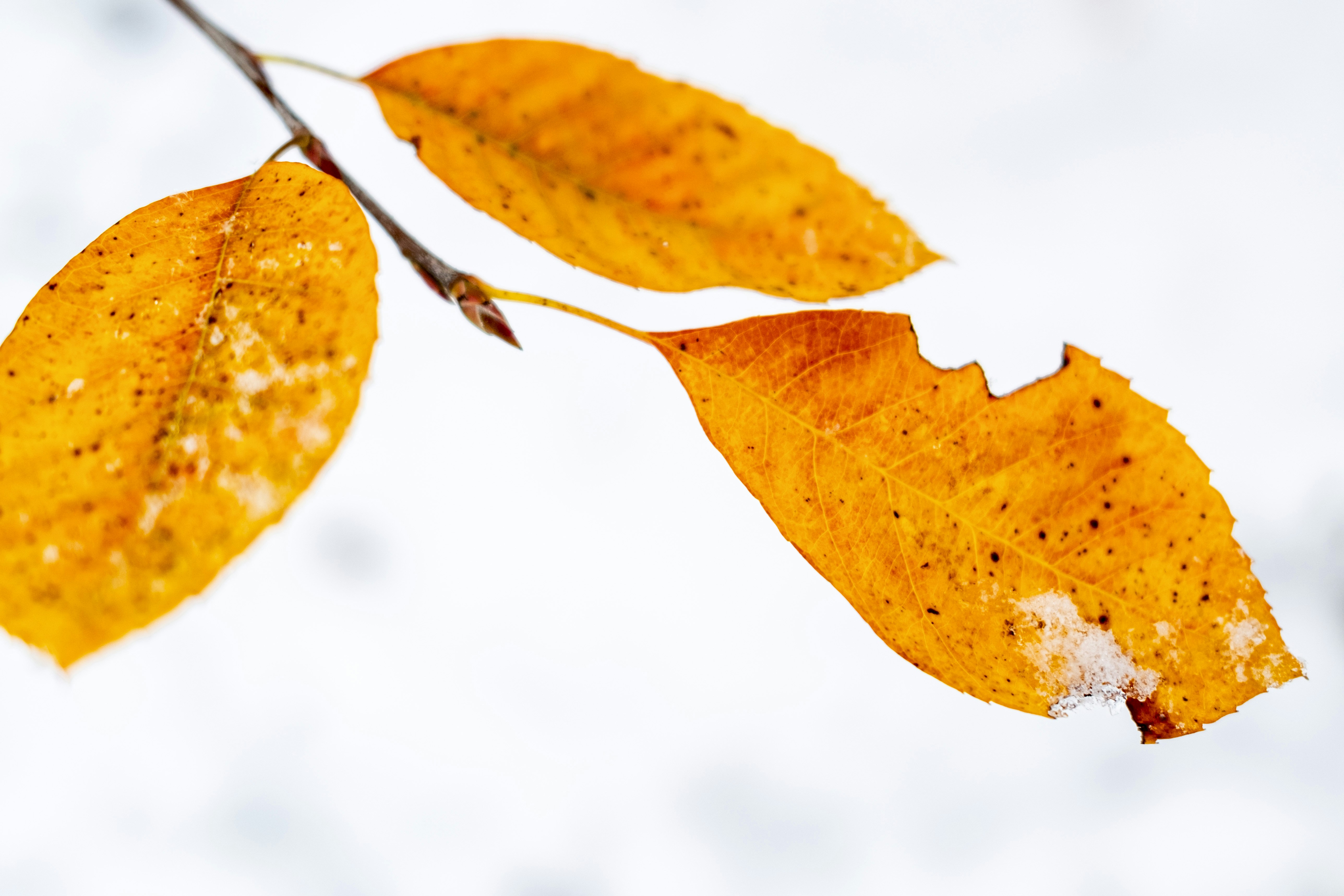 Photo by stef_enheart