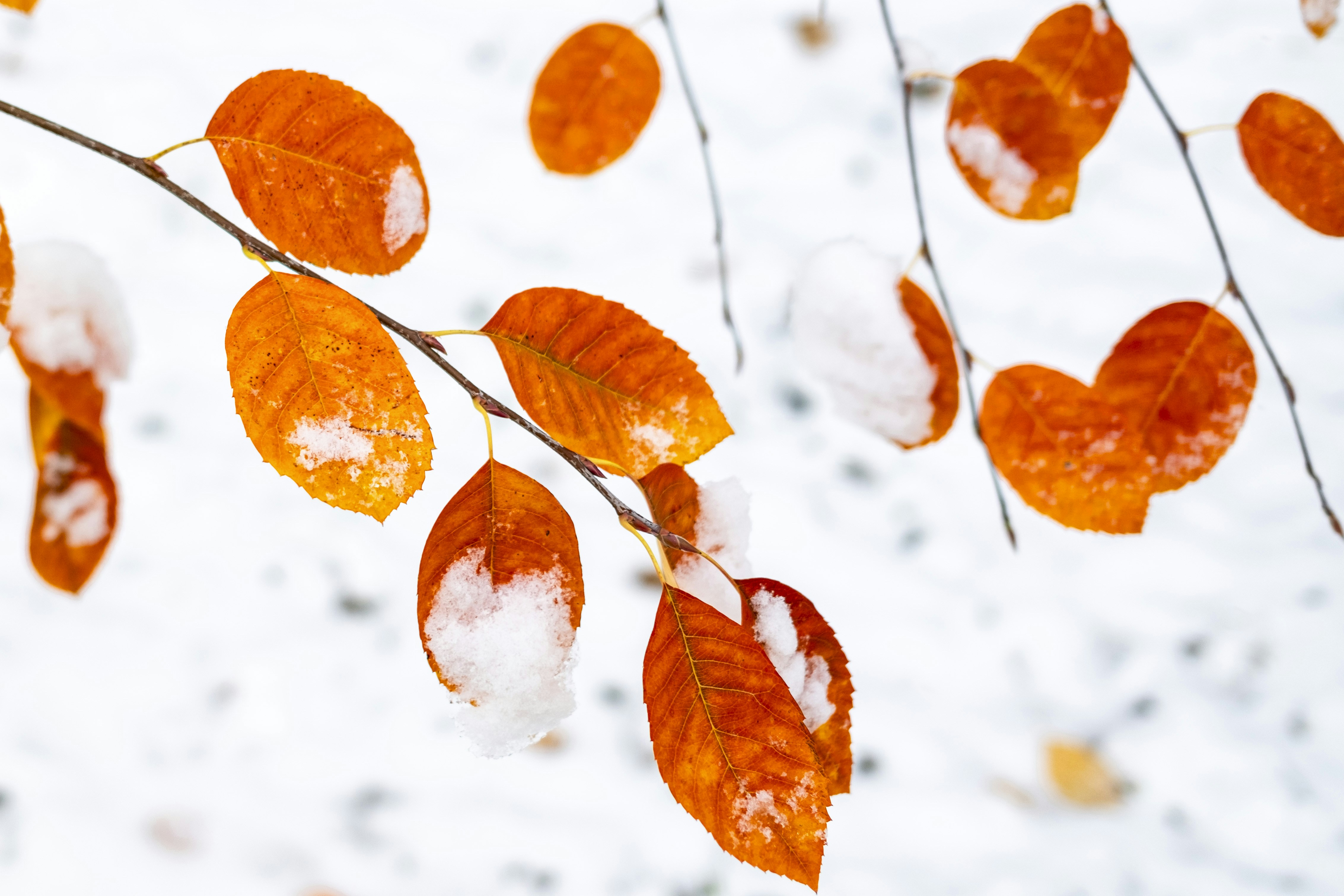 Photo by stef_enheart