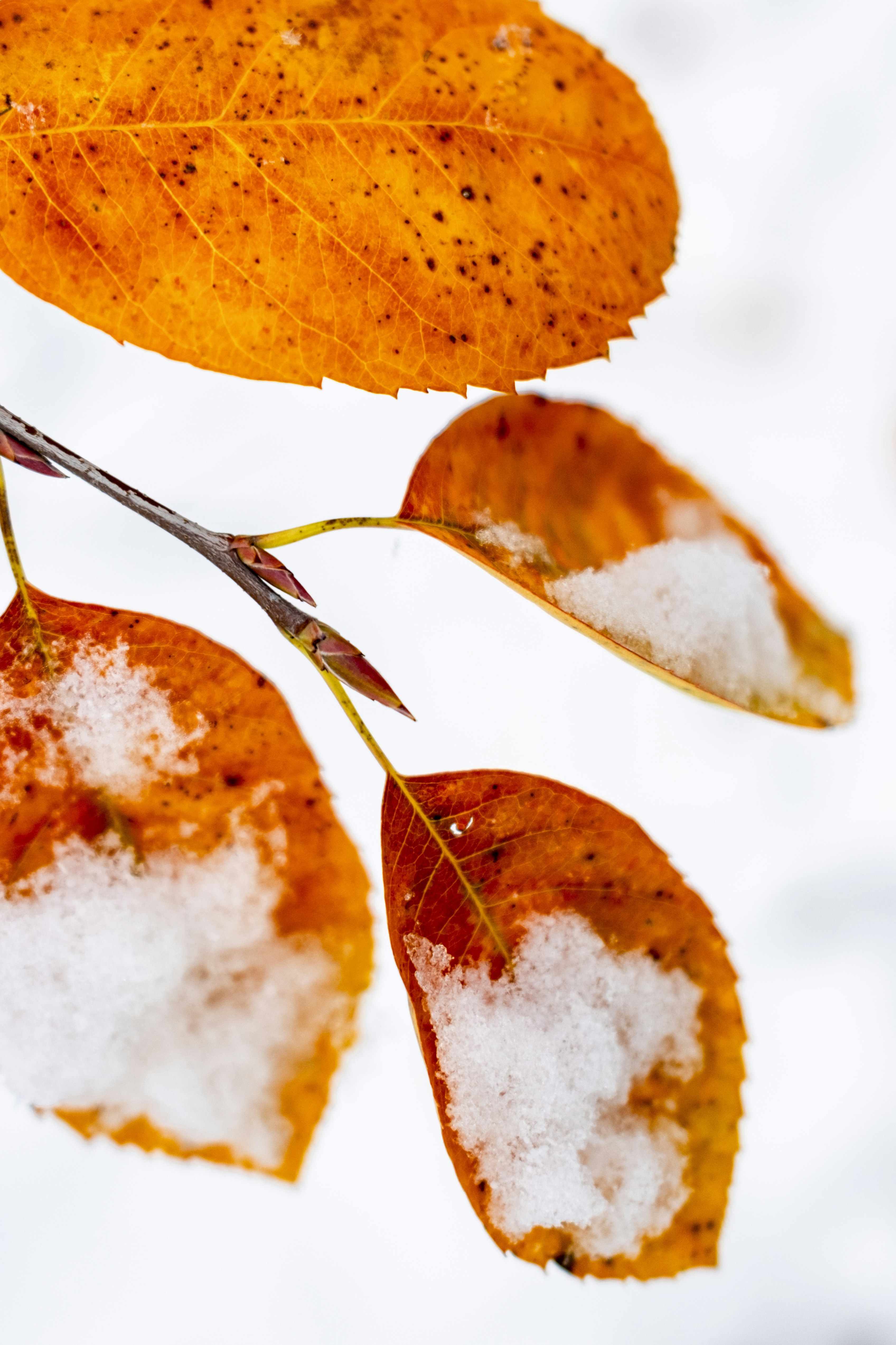 Photo by stef_enheart